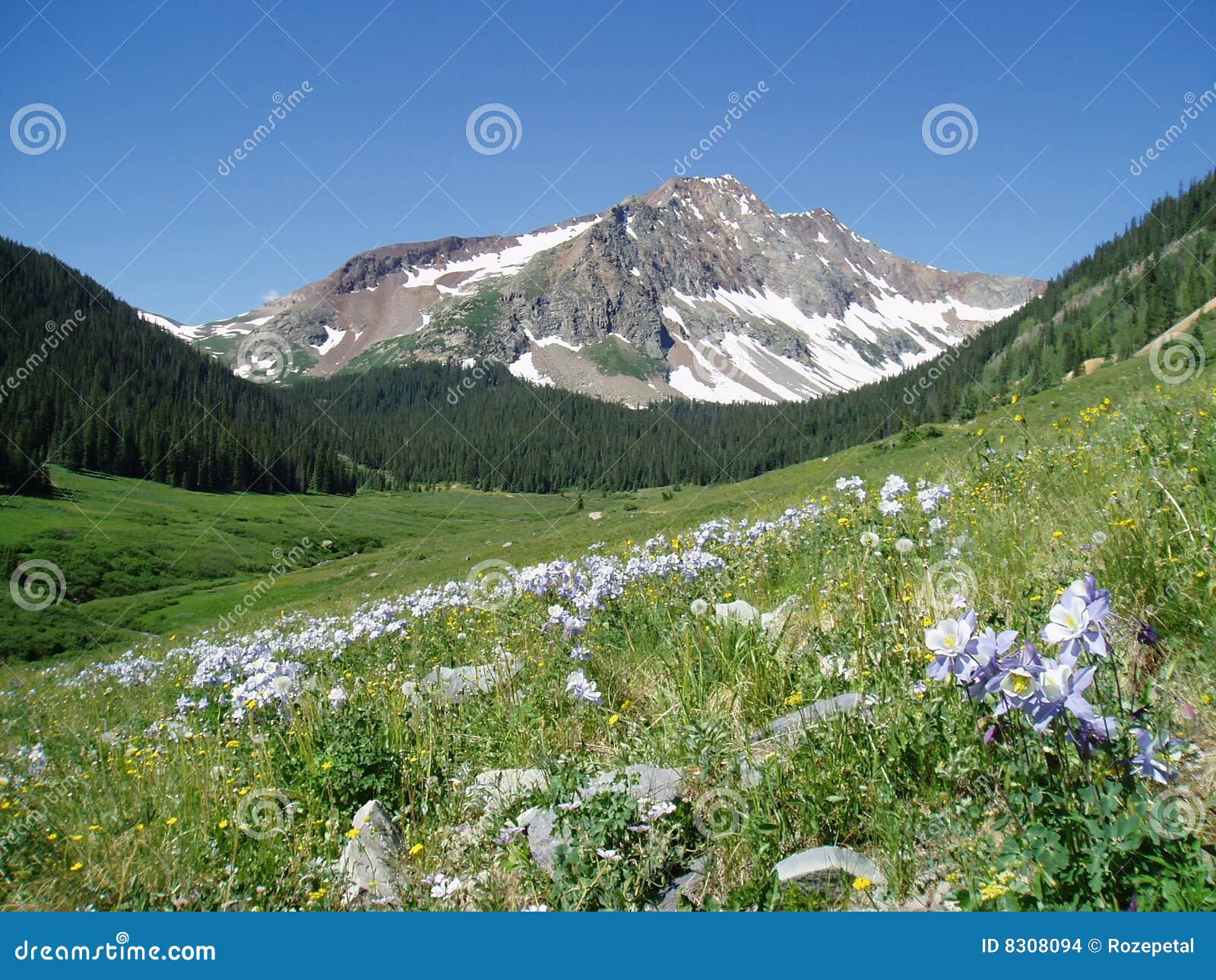 科罗拉多lupines山. 开花花岗岩草凶猛山峰多雪的结构树