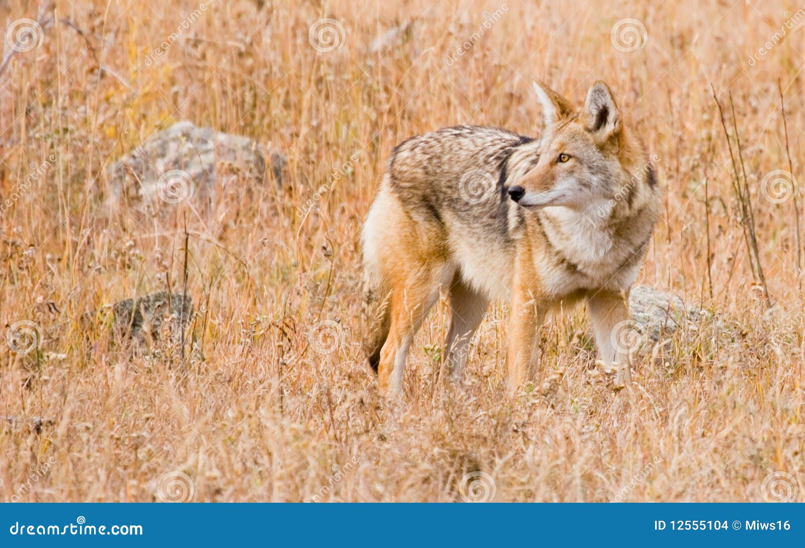 Coyote 库存照片. 图片 包括有 西南, 有选择性, 视图, 本质, 肩膀, 敌意, 户外, 土狼 - 65858536
