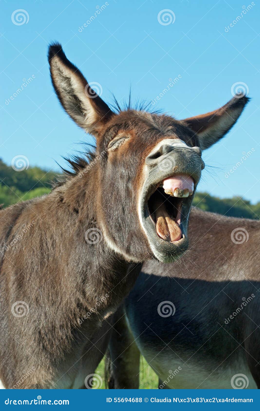 Free Images : wildlife, pasture, mane, fauna, donkey, head, vertebrate ...