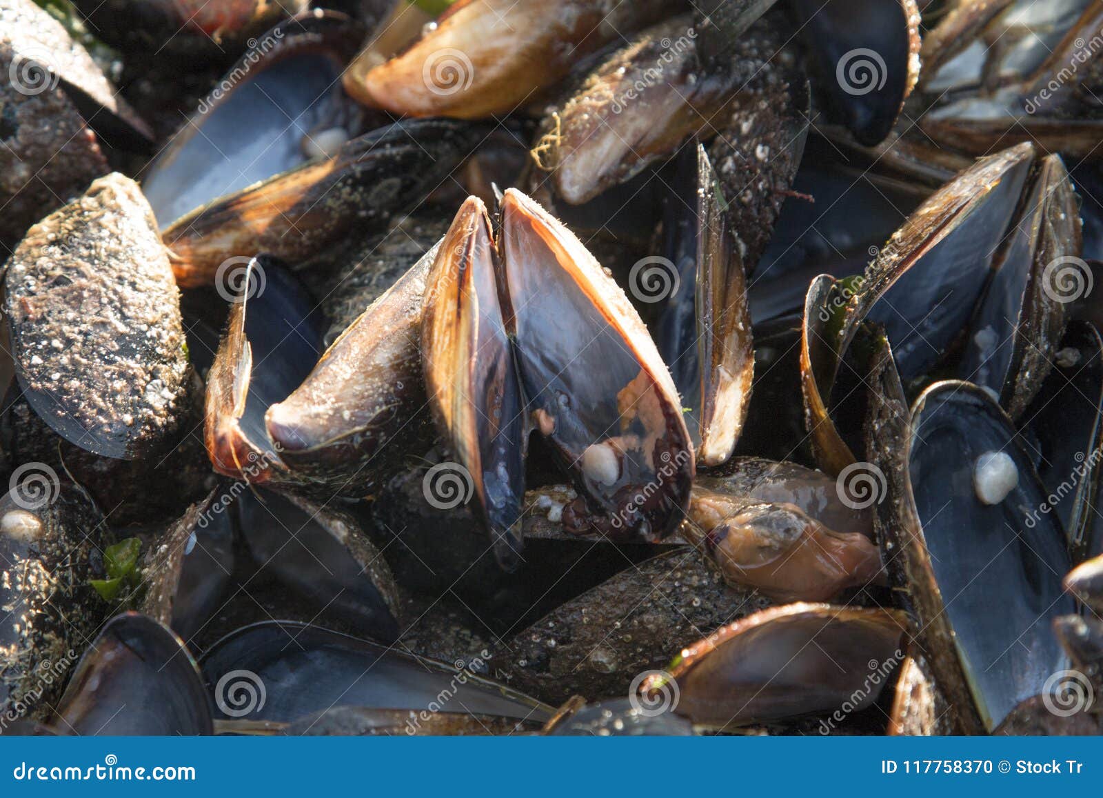 在海滩的淡菜壳 库存图片. 图片 包括有 特写镜头, 要求, 贝壳, 海岸, 敌意, 潮汐, 蛤蜊, 淡菜 - 70686291