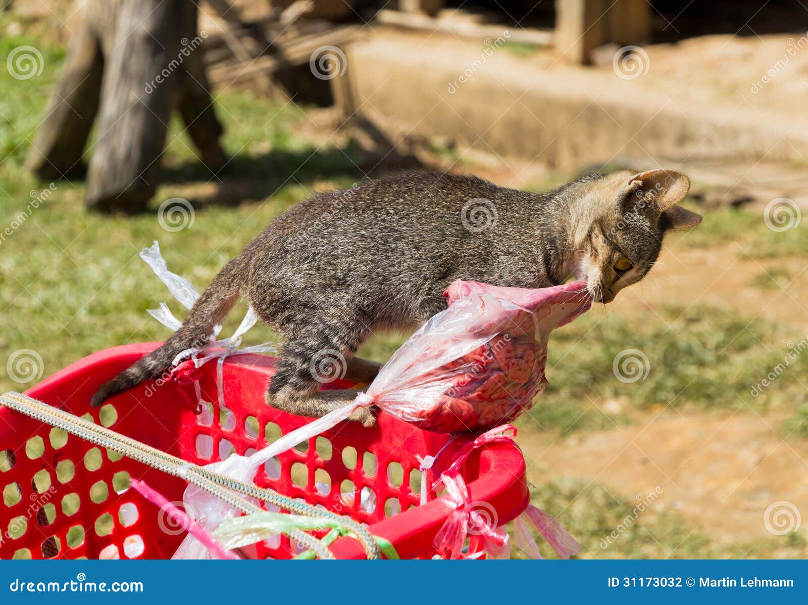 窃取肉的猫尝试. 小小猫设法窃取在篮子的一个塑料袋包裹的肉