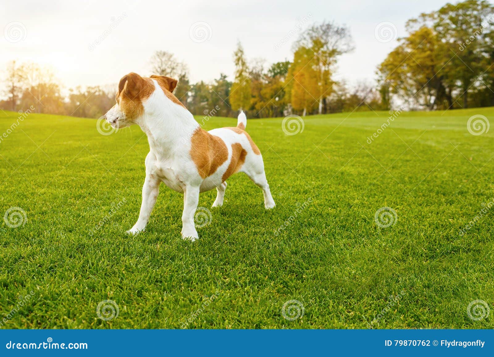 壁纸 狗正面图 2560x1600 HD 高清壁纸, 图片, 照片