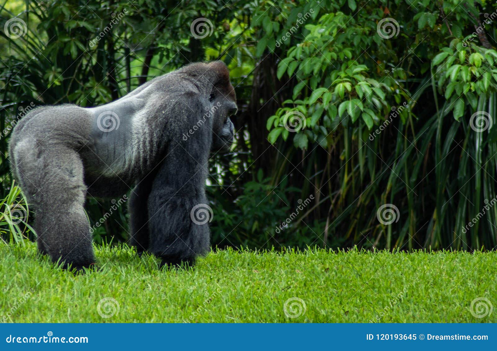 乌干达Kibale森林树上的黑猩猩照片摄影图片_ID:303337181-Veer图库