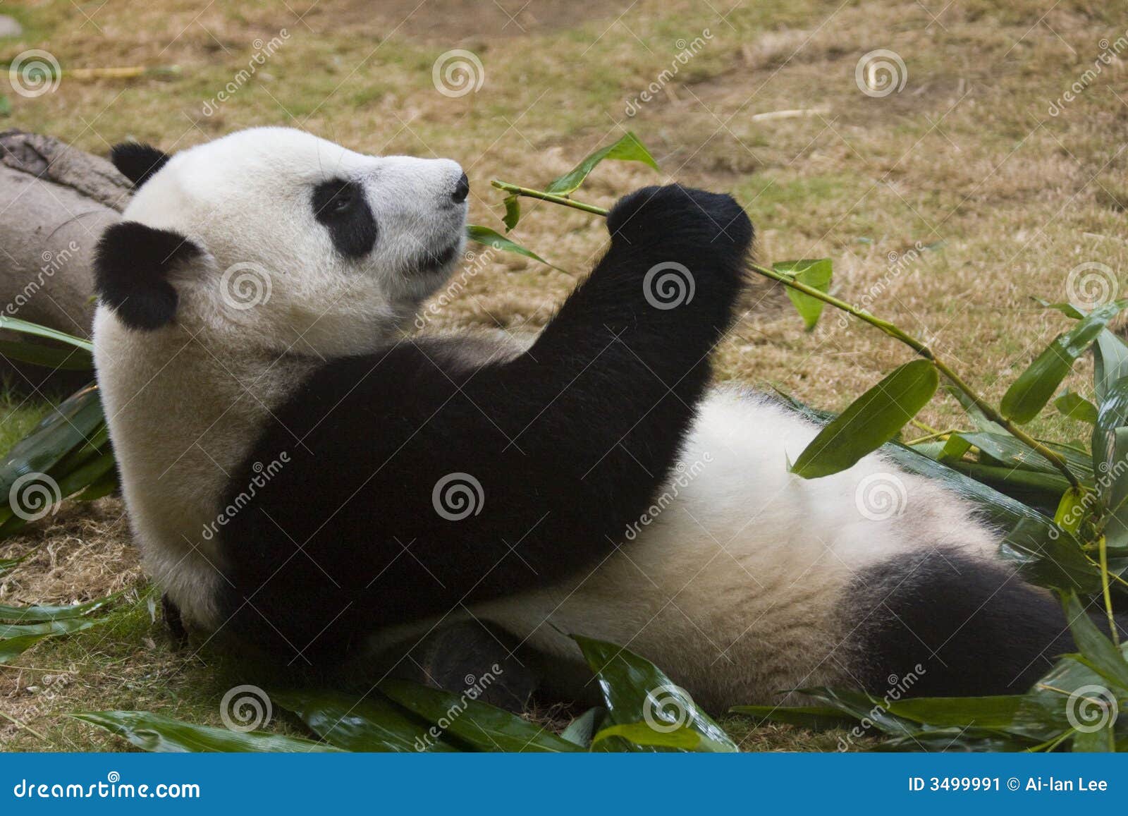 竹吃熊猫. 放松的竹巨型用力嚼的熊猫斜倚