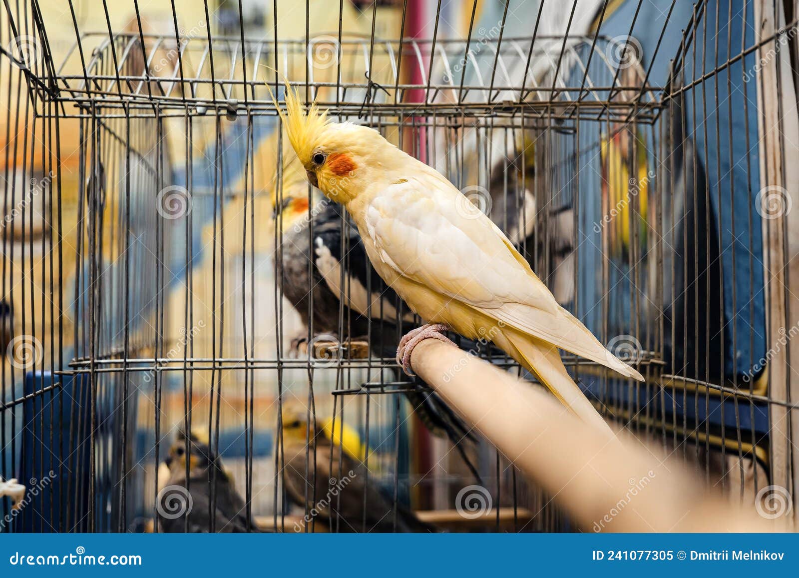 动物园的鹦鹉 被囚禁的鸟 动物园 库存图片. 图片 包括有 飞行, 双翼飞机, 公开承认, 蓝色, 自然 - 162569481