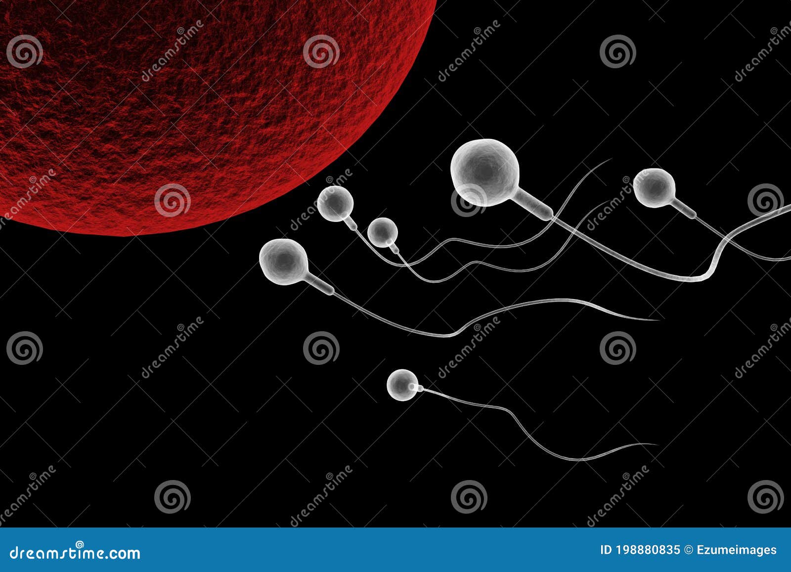 图17～5 精子入卵的过程-基础医学-医学