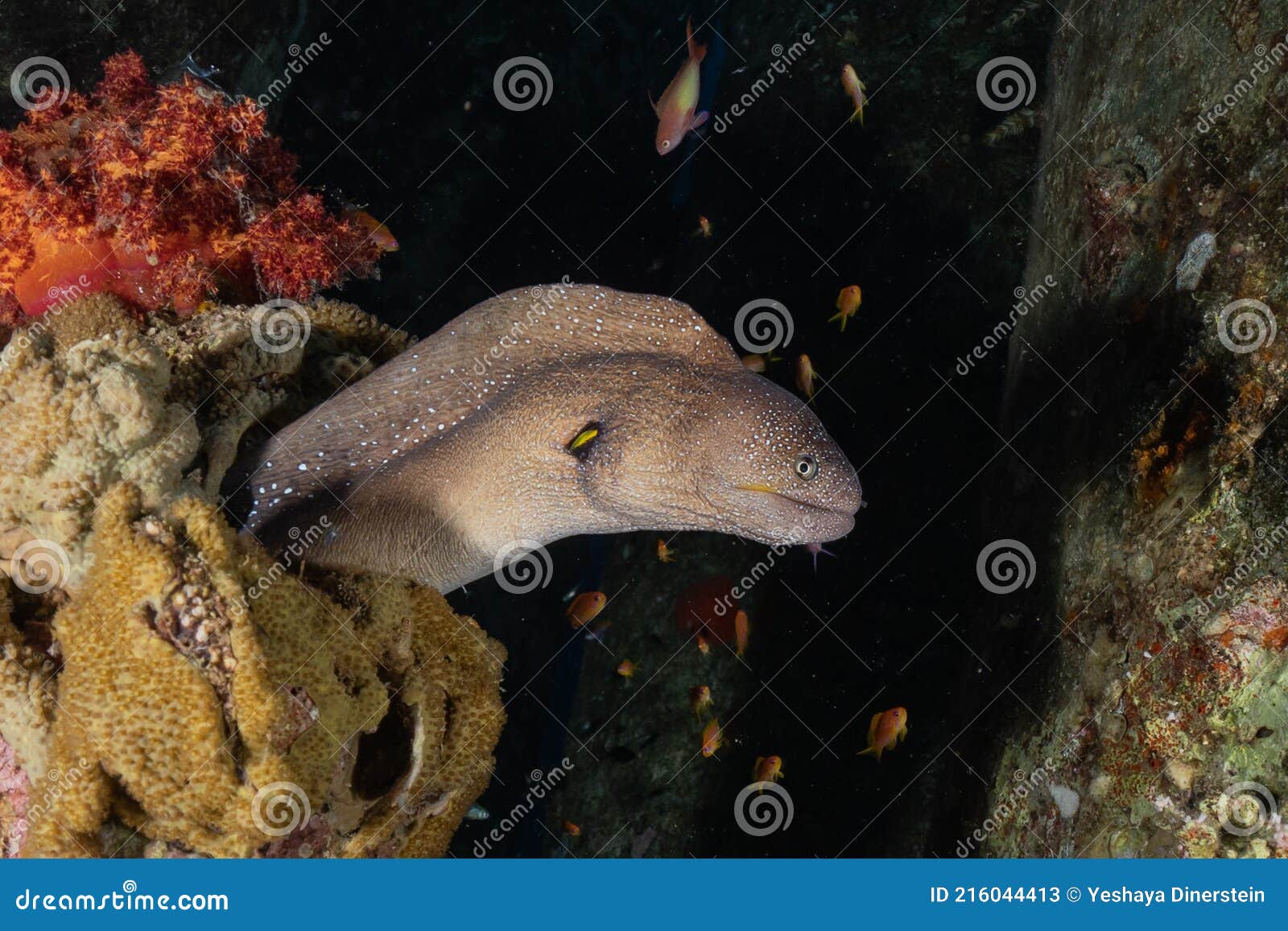 用户照片-Gymnothorax thyrsoideus-密点裸胸鳝-喵潜AI鱼类辨识 FISH ID - 你的在线鱼书