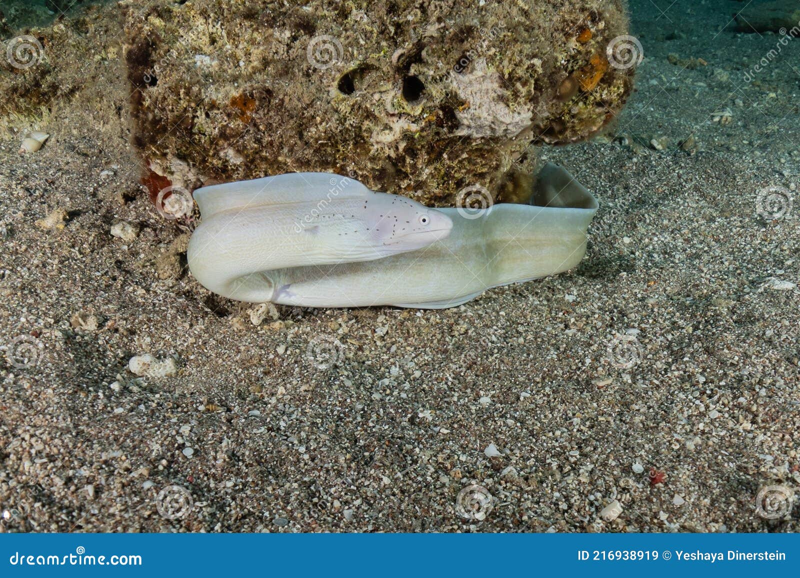红海裸胸鳝 库存图片. 图片 包括有 牙齿, 水生, 鳗鱼, 珊瑚, 查出, 海洋, 背包, 蓝色, 下潜 - 216938929