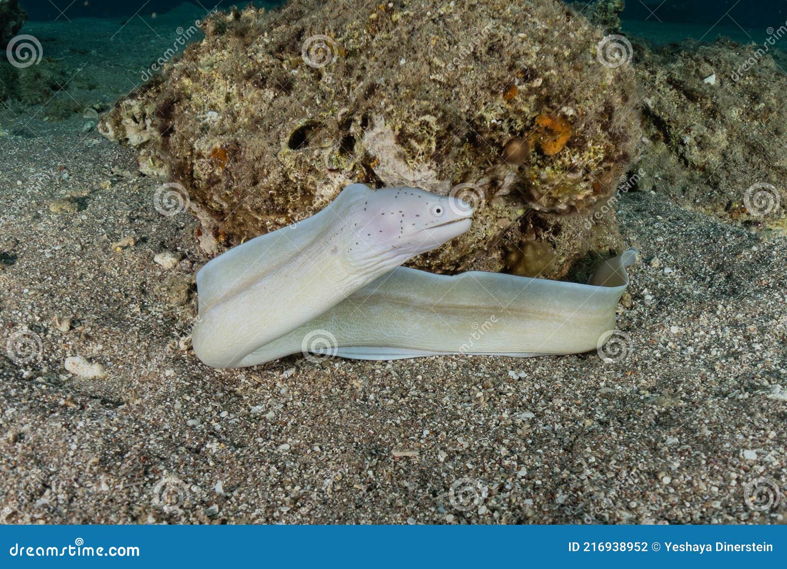 红海裸胸鳝 库存照片. 图片 包括有 海鳗, 宏指令, 红色, 埃及, 珊瑚, 表面, 牙齿, 生活, 敌意 - 216044278