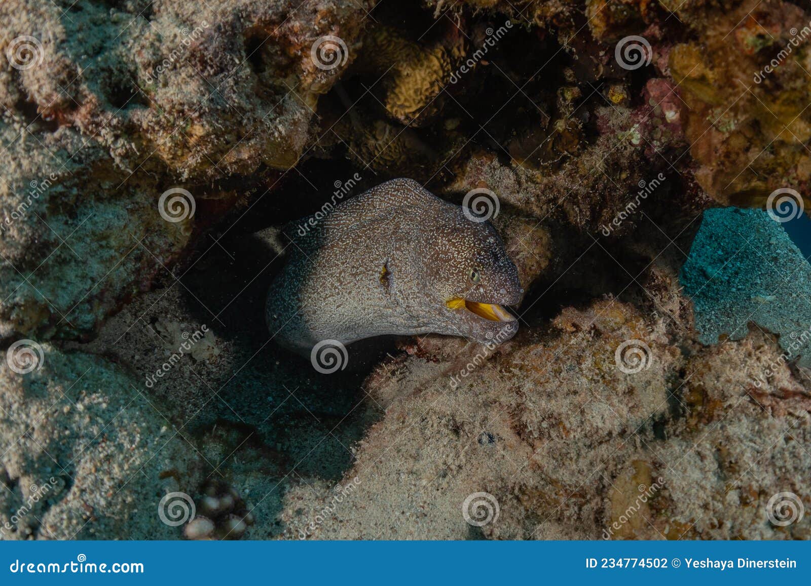 红海裸胸鳝 库存照片. 图片 包括有 野生生物, 马尔代夫, 印第安语, 水生, 海湾, 敌意, 本质 - 240543020