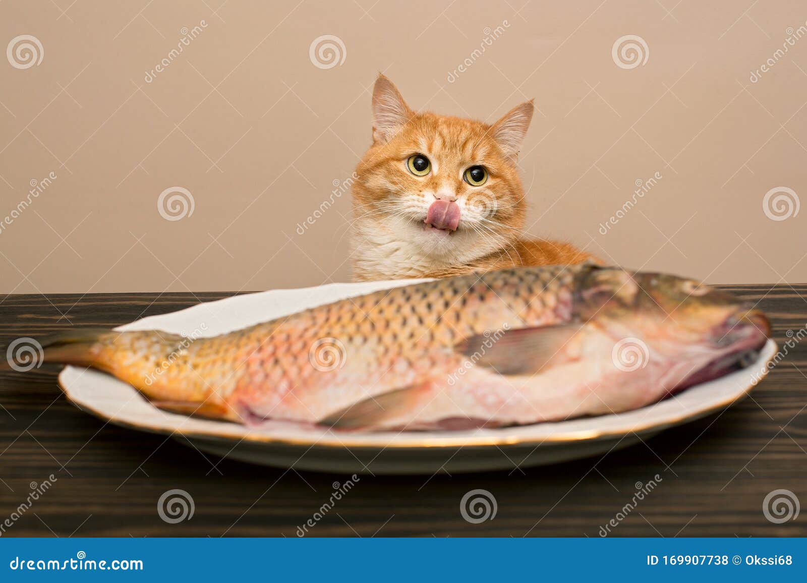 高清晰动物之猫和金鱼摄影图片