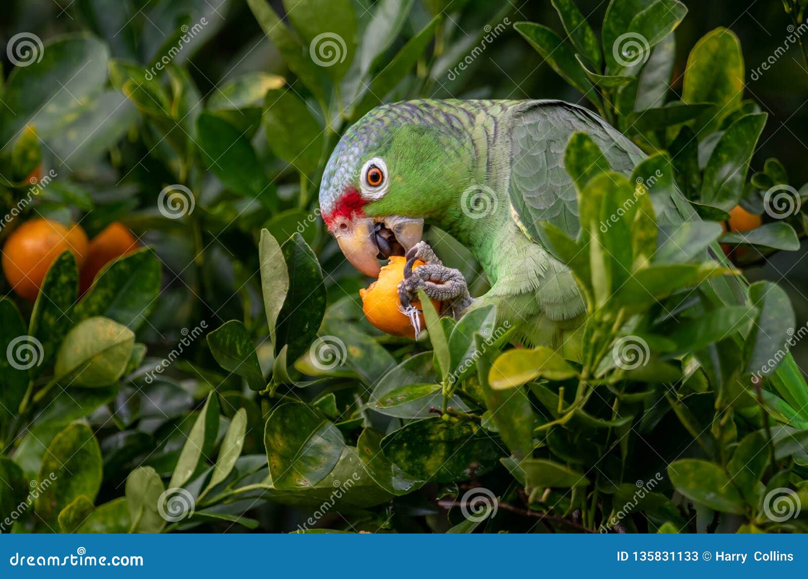 红色Lored鹦鹉画象在哥斯达黎加