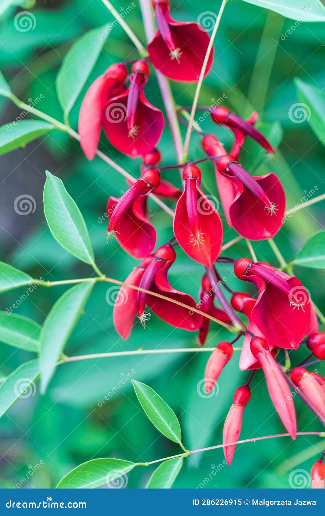 清　惲壽平　秋花圖　二玄社　原寸　鑑定品 清 惲壽平 秋花圖 二玄社 原寸 鑑定品 【公式通販】