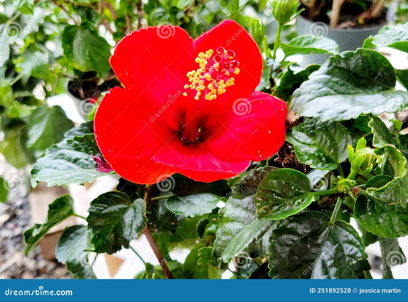 【红花.绿叶...摄影图片】本地生态摄影_太平洋电脑网摄影部落