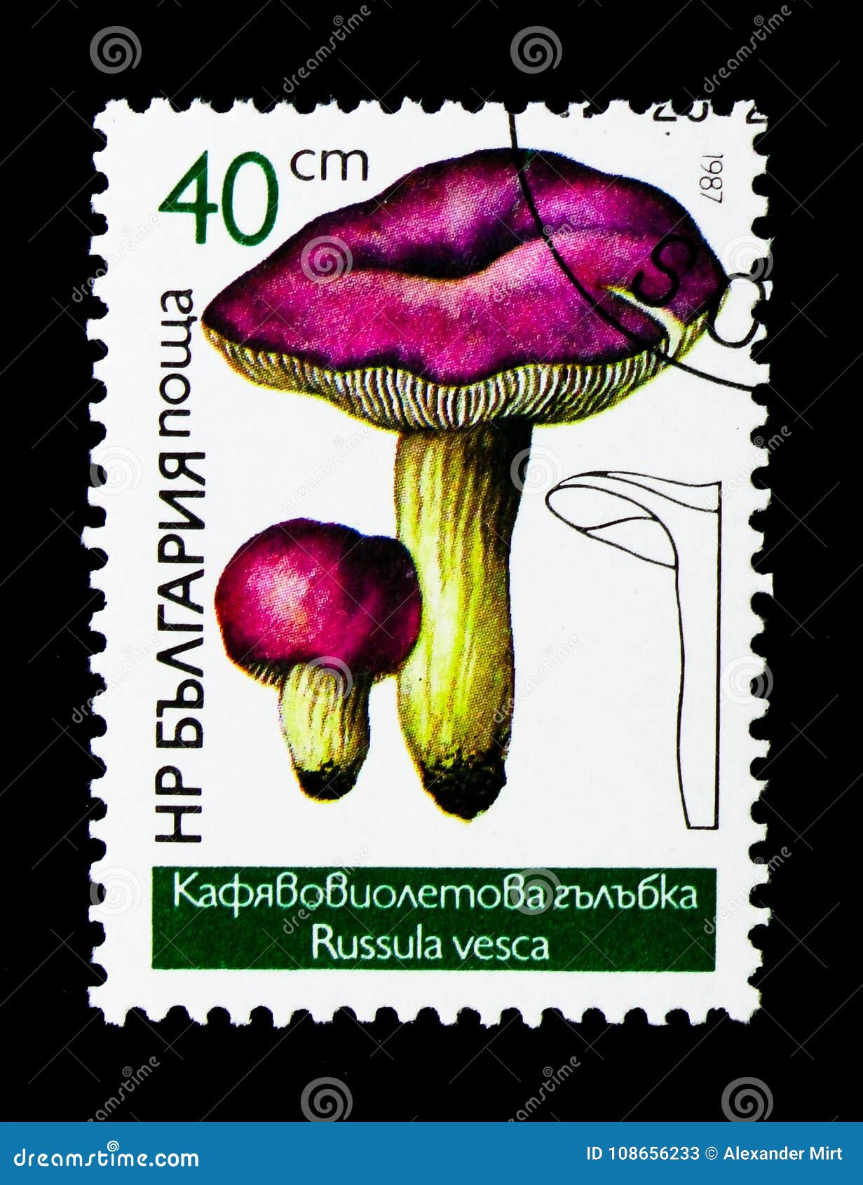 红茹属decolorans蘑菇是可食的狂放的真菌 橙色蘑菇，自然环境背景 库存图片 - 图片 包括有 叶子, 爱好健美者: 132444295