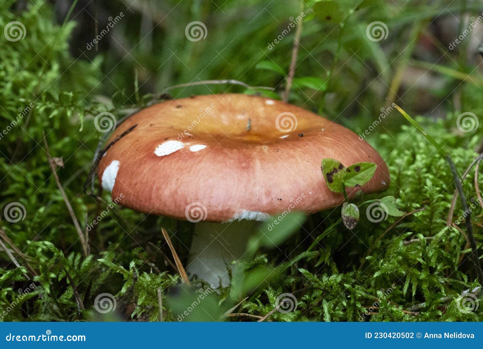 在叶子的红茹属Emetica蘑菇 免费图片 - Public Domain Pictures