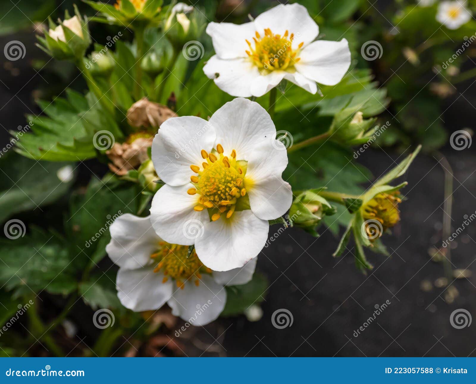 草莓花. 草莓白花绿叶花蕾特写. 草莓花 库存照片. 图片 包括有 花瓣, 弄脏, 背包, 生态, 绿色 - 248983268