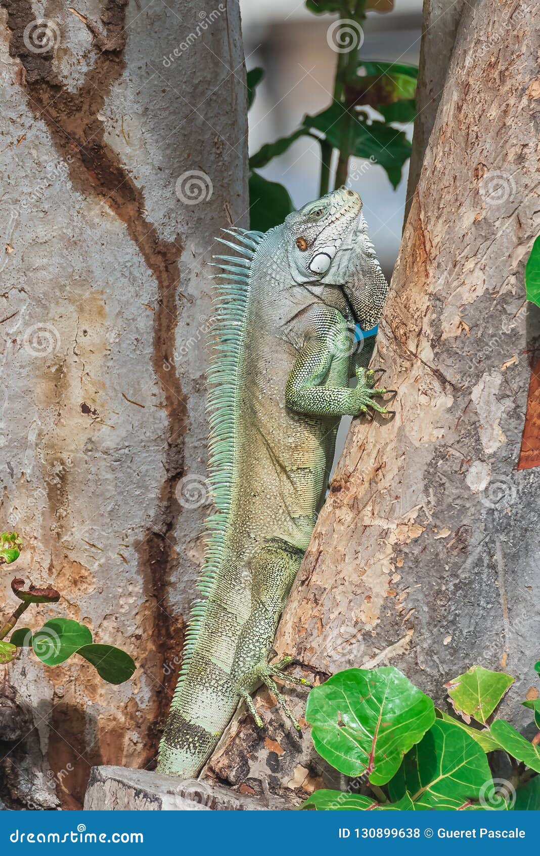 上升在一棵树的绿色鬣鳞蜥，在瓜德罗普，桑特海峡海岛
