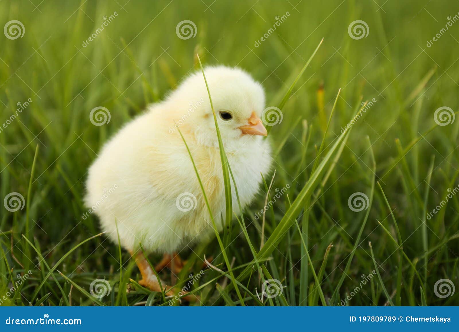 草地上觅食鸡高清摄影大图-千库网