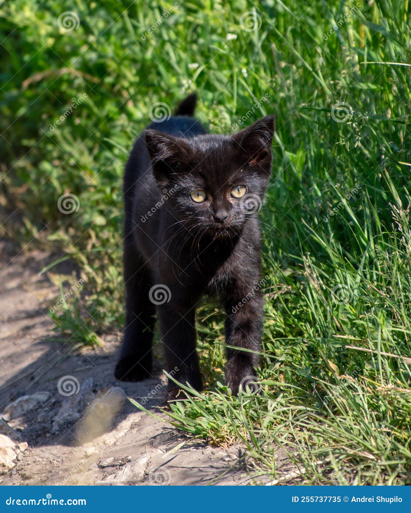 可爱的小猫摄影图__其他生物_生物世界_摄影图库_昵图网nipic.com