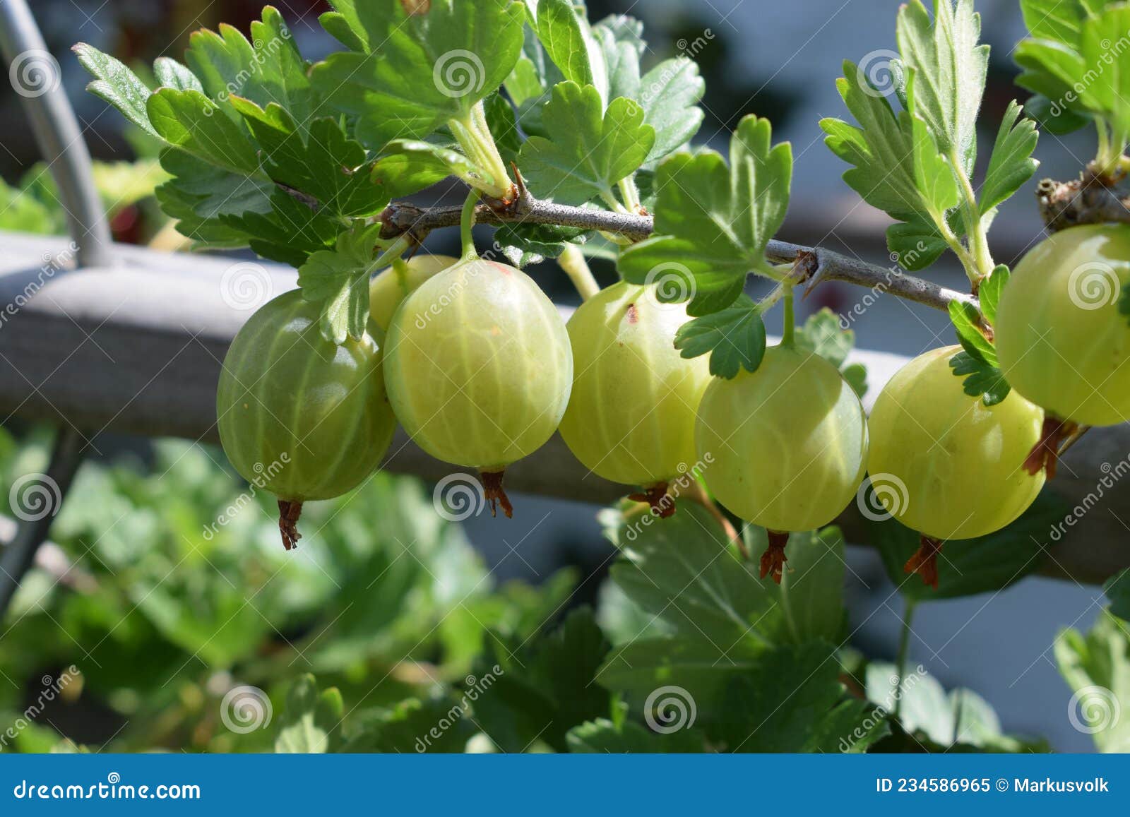 在醋栗灌木丛分支的新鲜的鹅莓 鹅莓 库存图片. 图片 包括有 本质, 绿色, 增长, 关闭, 健康, 特写镜头 - 127207403
