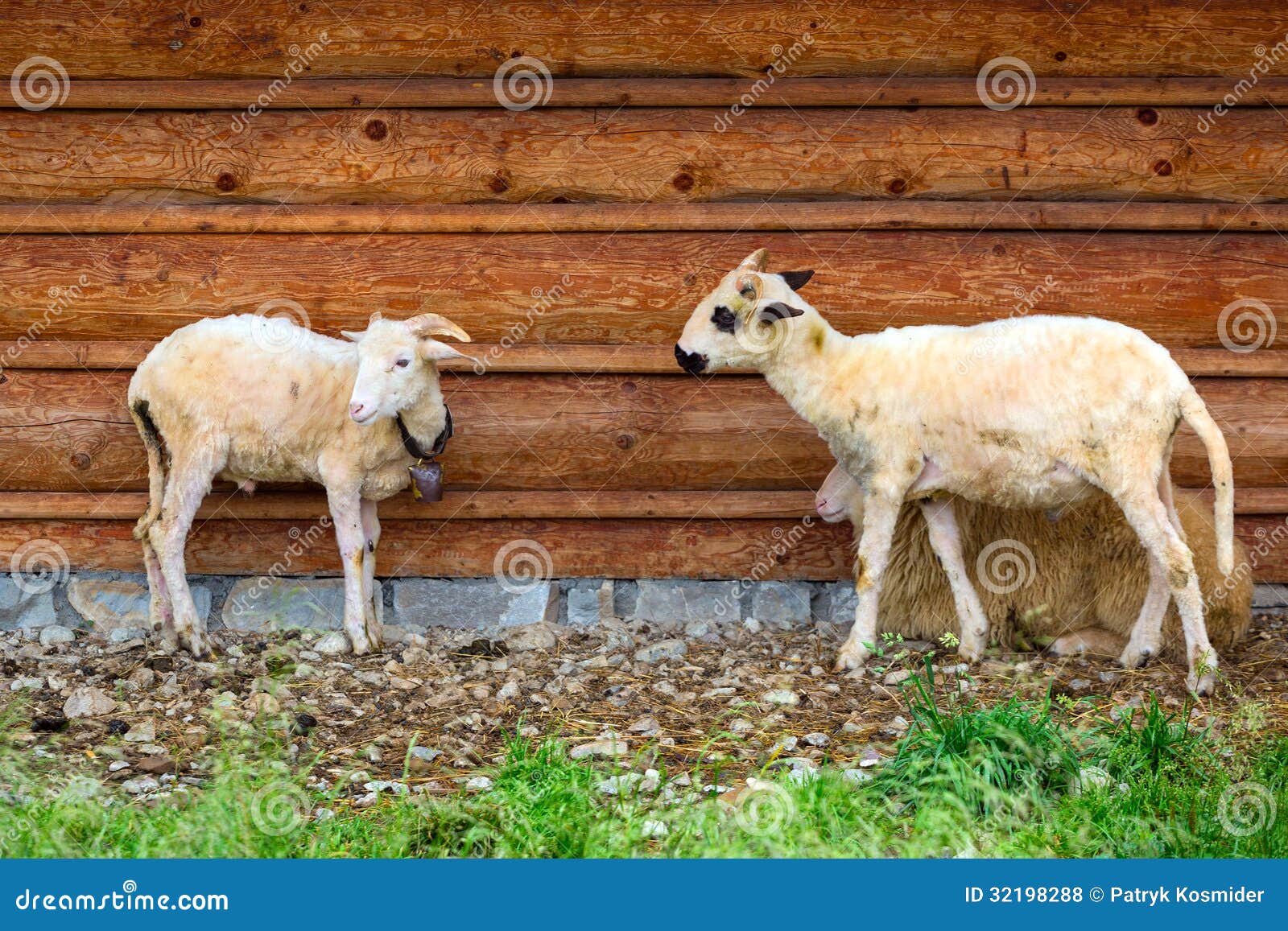 绵羊和山羊群在牧场地本质上 库存图片. 图片 包括有 敌意, 背包, 草甸, 平静, 阳光, 颜色, 室外 - 72949555