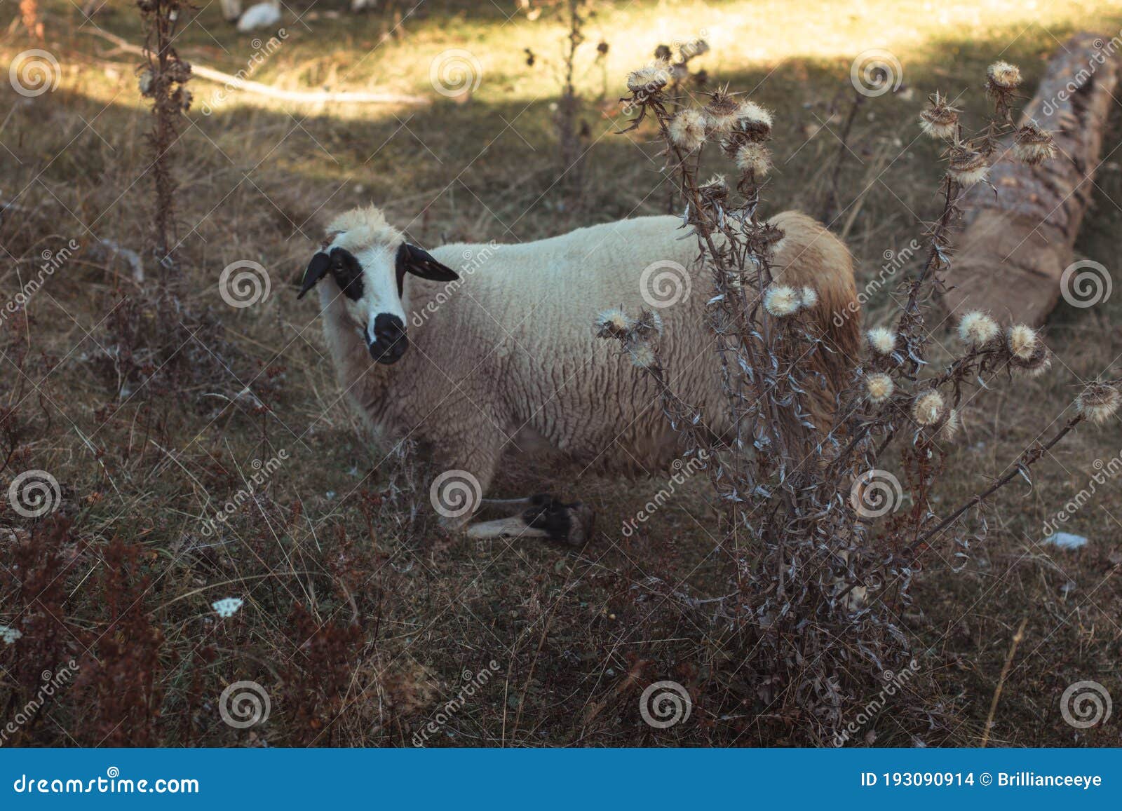 羊吃绿草 库存图片. 图片 包括有 本质, 农村, 草原, 农场, 题头, 逗人喜爱, 吃草, 羊肉, 室外 - 196762289