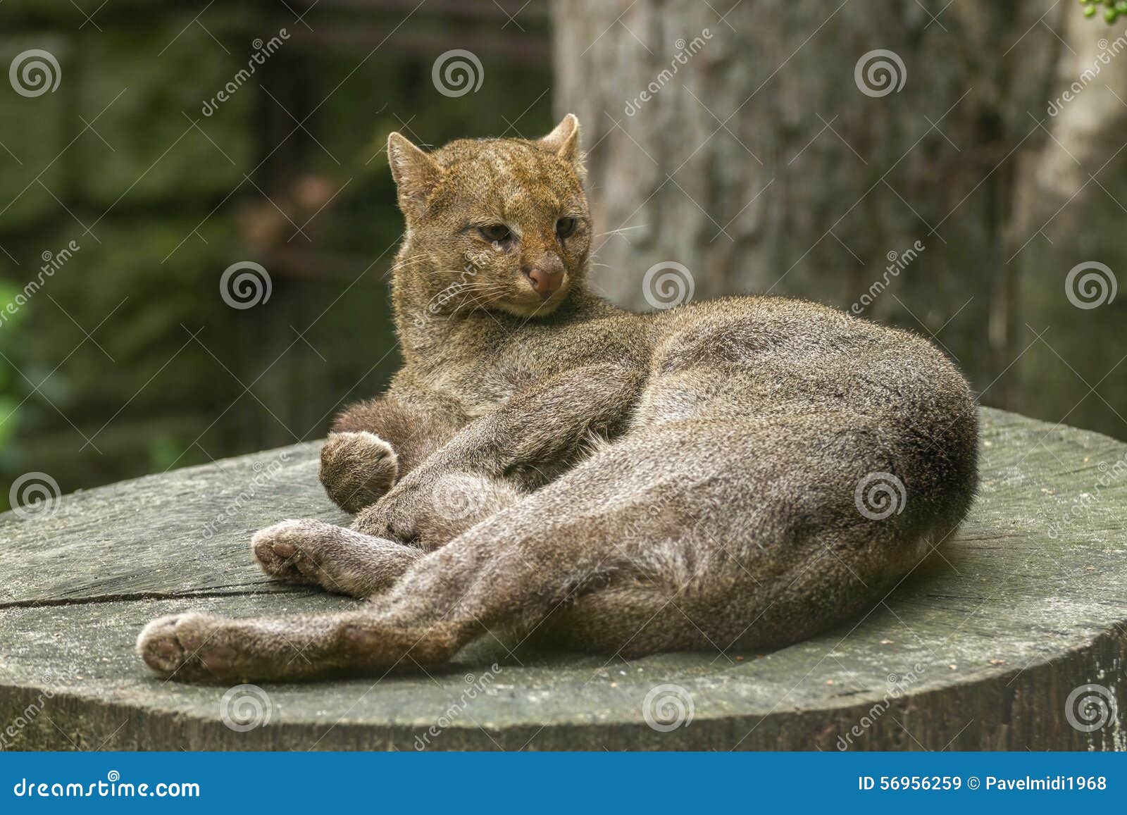 美洲山猫 库存照片. 图片 包括有 敌意, 突出, 详细资料, 成人, 本质, 岩石, 漫步, 哺乳动物 - 33160528