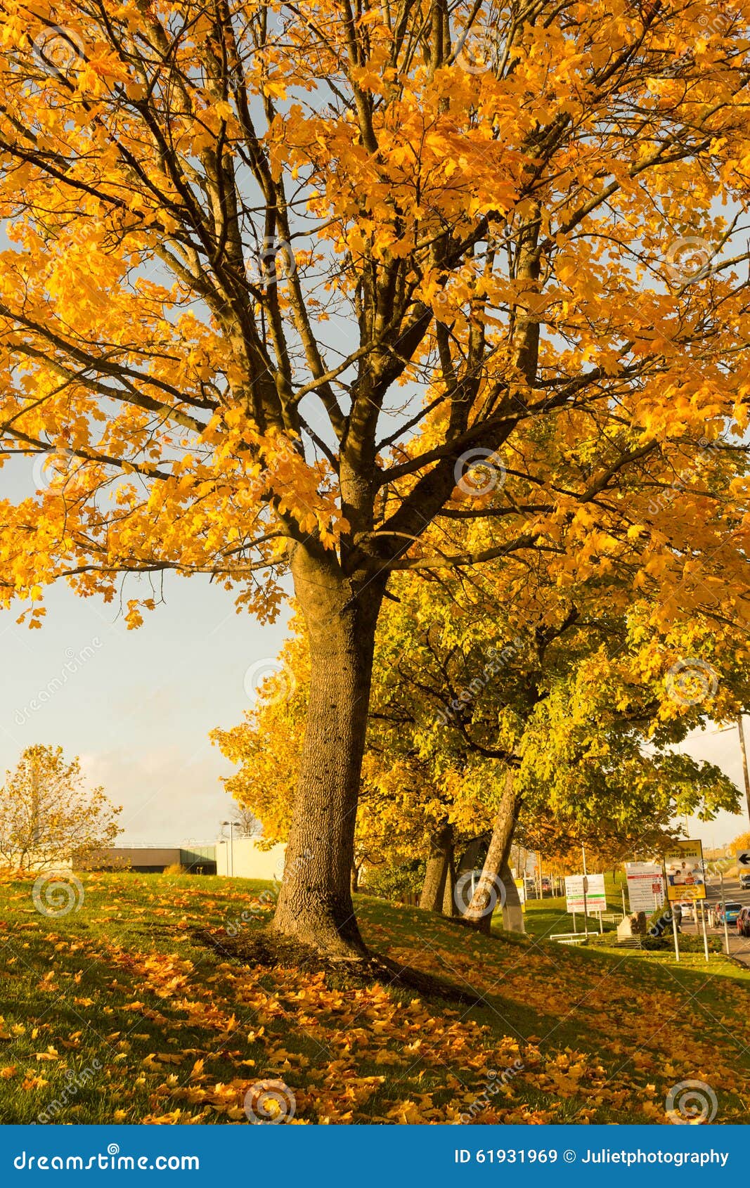 美丽和明亮，槭树用桔子在秋天离开. 美丽和明亮的秋季树在苏格兰