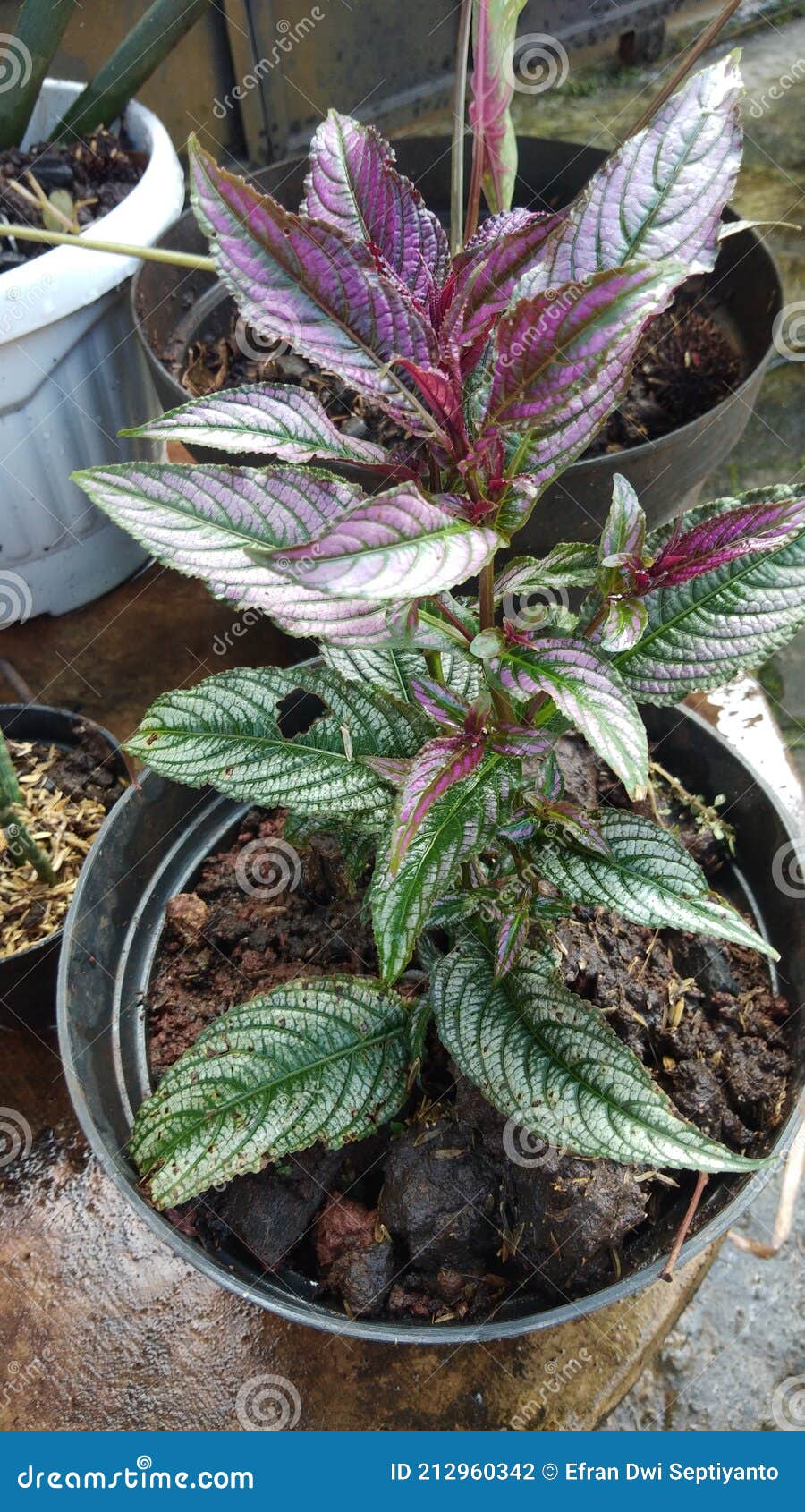 美丽的彩色紫杉科植物的叶子 库存照片. 图片 包括有 é£ÿç‰©, å›, ¬è œ, åœÿå£¤ - 212960342