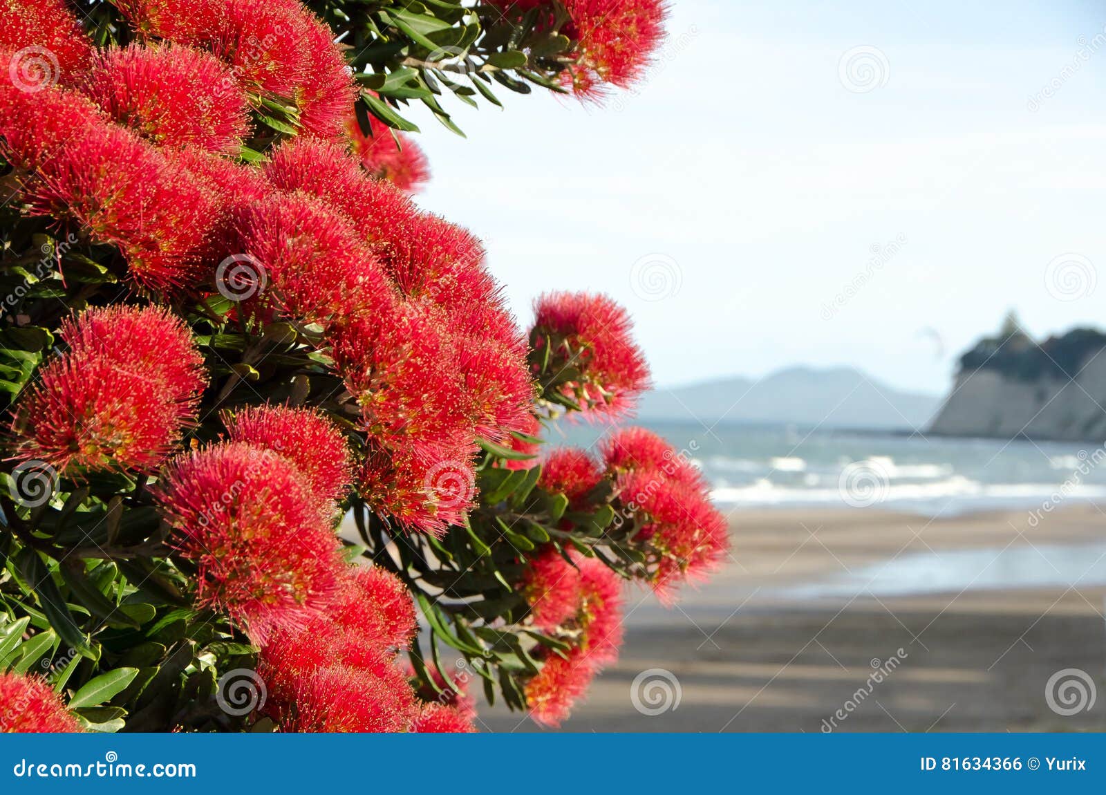 新西兰 本国的 开花 - Pixabay上的免费照片 - Pixabay