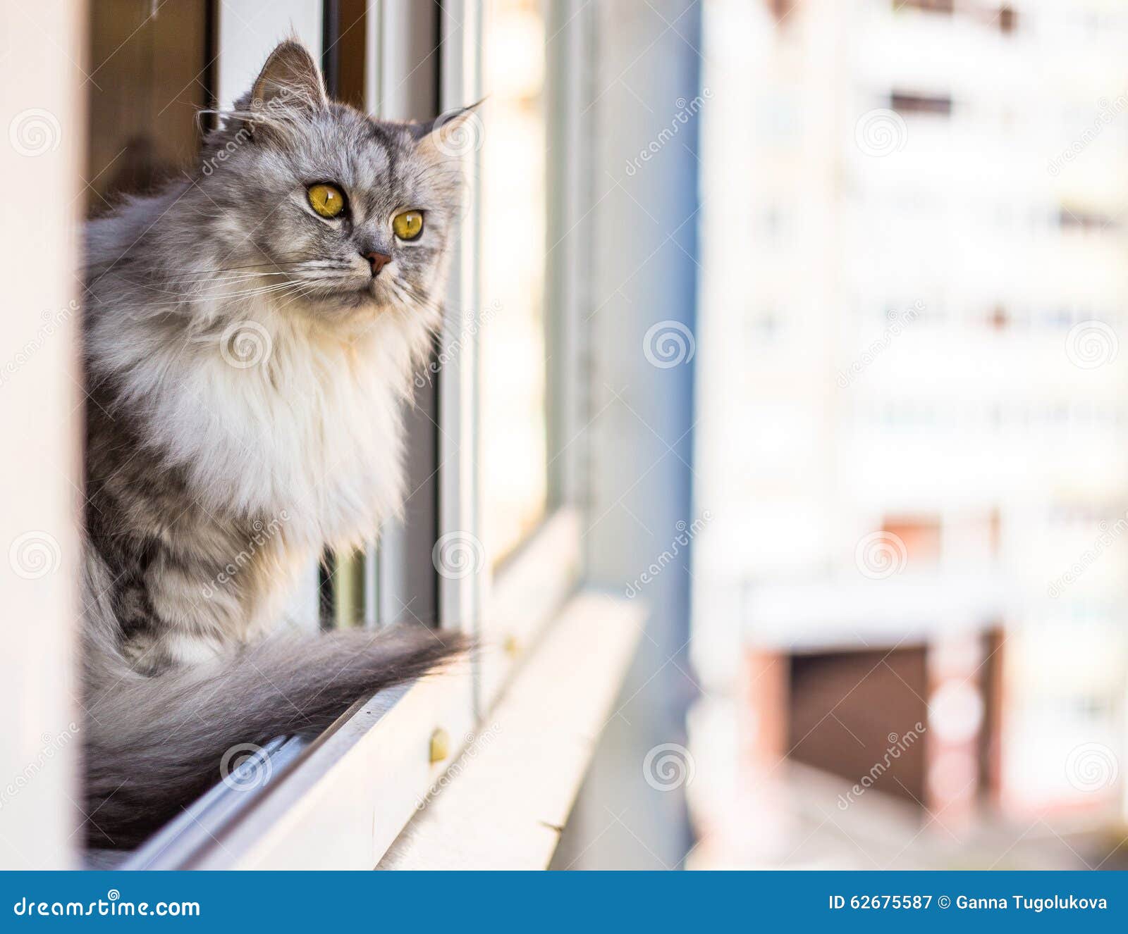 可爱的姜黄色猫坐在窗台上，等待着什么。毛茸茸的宠物在看窗户。照片摄影图片_ID:300517209-Veer图库