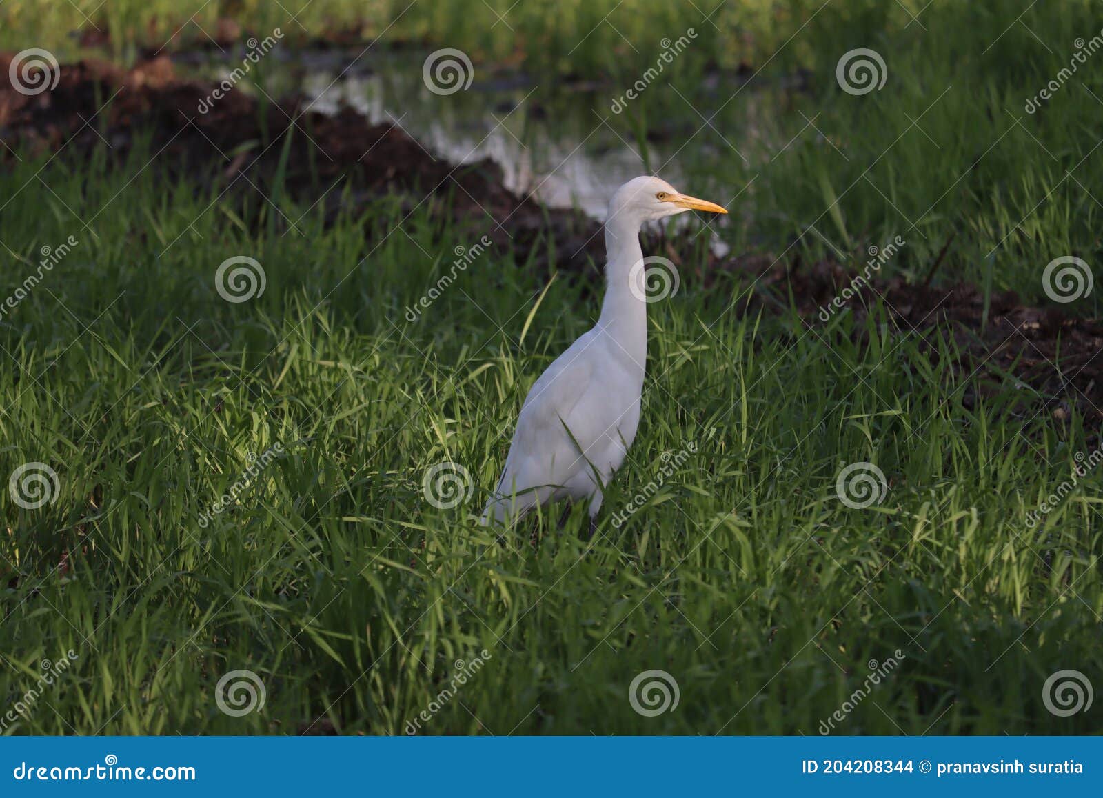 带你认识海珠湿地常见鸟类~ _湿地保护_www.shidicn.com
