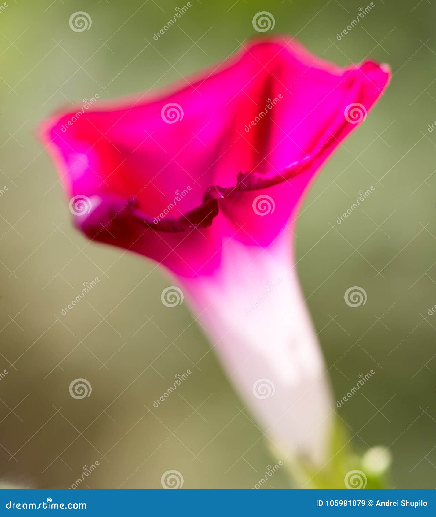 美丽的红色玫瑰花下载图片_生物静物_设计元素-图行天下素材网