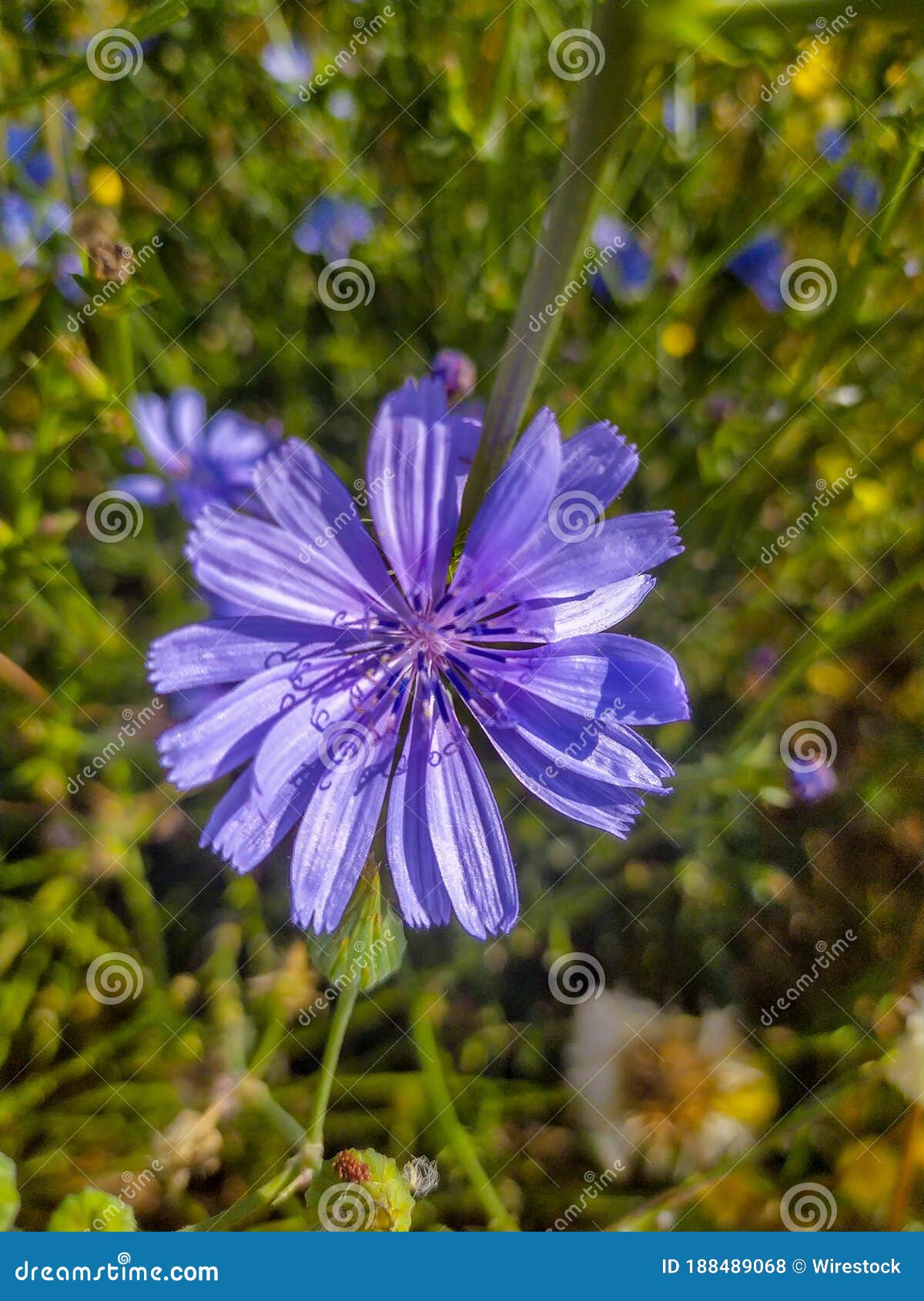 苦苣生茯美丽的蓝色花在绿草背景的 库存图片. 图片 包括有 开花, 自然, 夏令时, 植物群, 花瓣, 春天 - 115002413