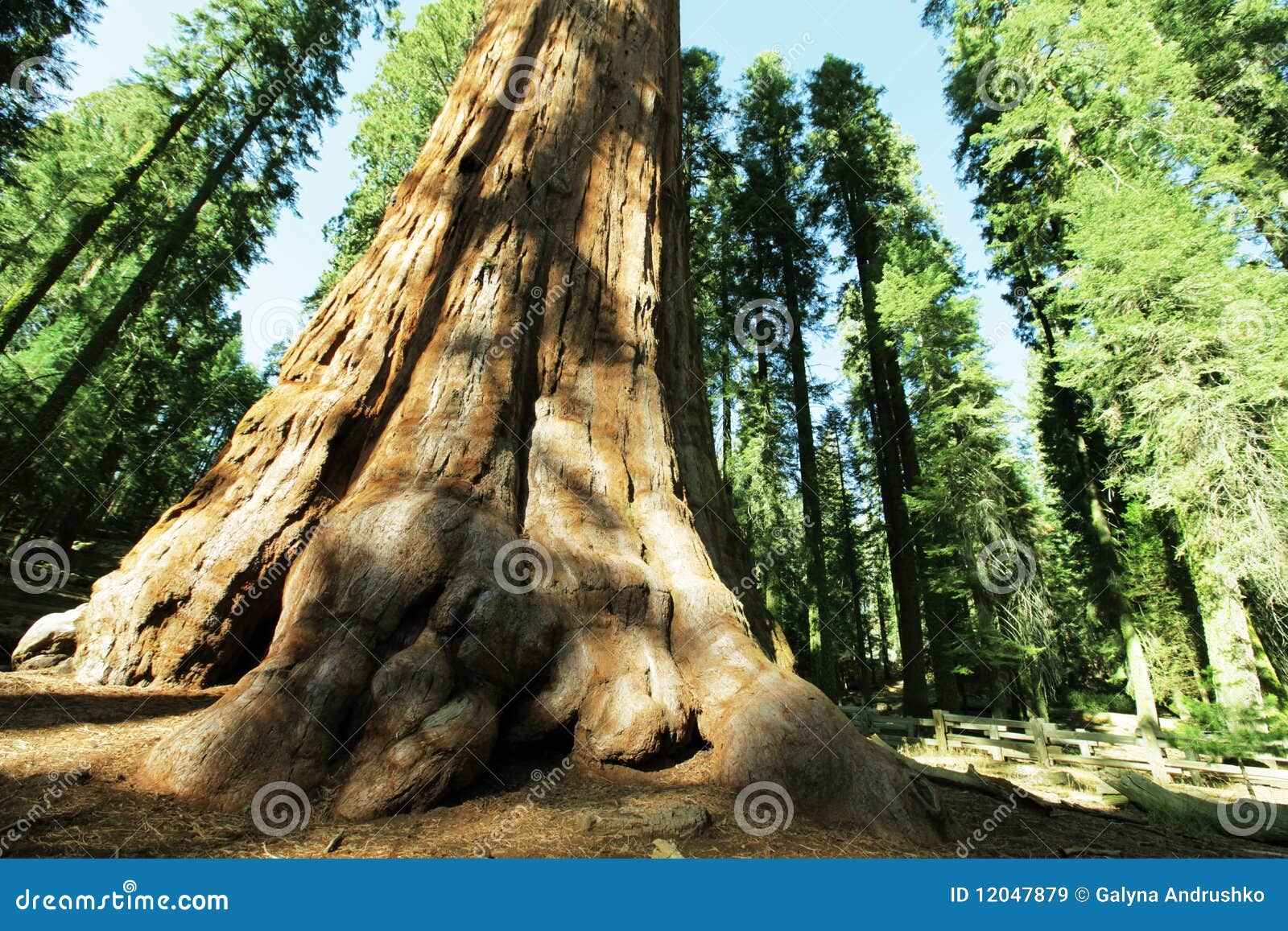 Coast Redwood (Sequoia sempervirens) - Norman Herr, Ph.D.