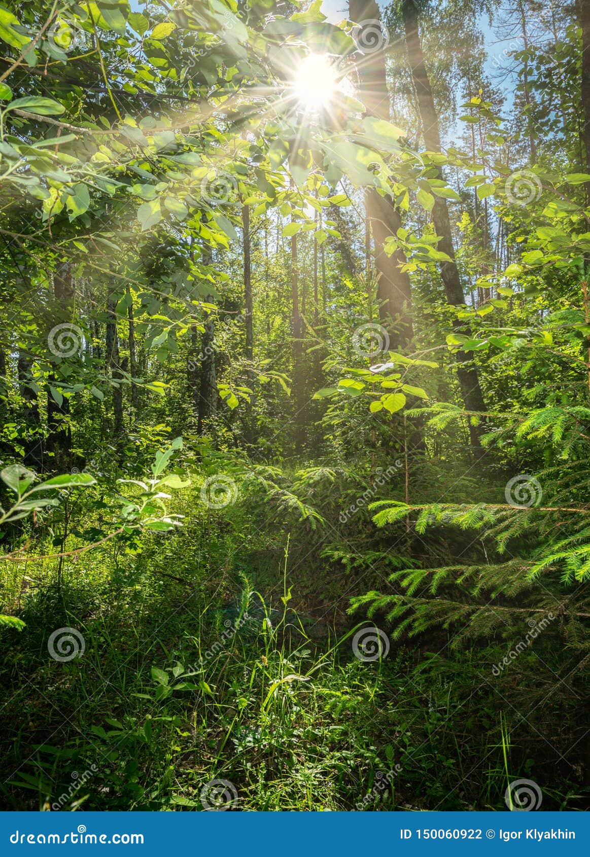 美好的夏天风景，密集的森林，太阳打破创造在叶子和草的丛林美好的反射