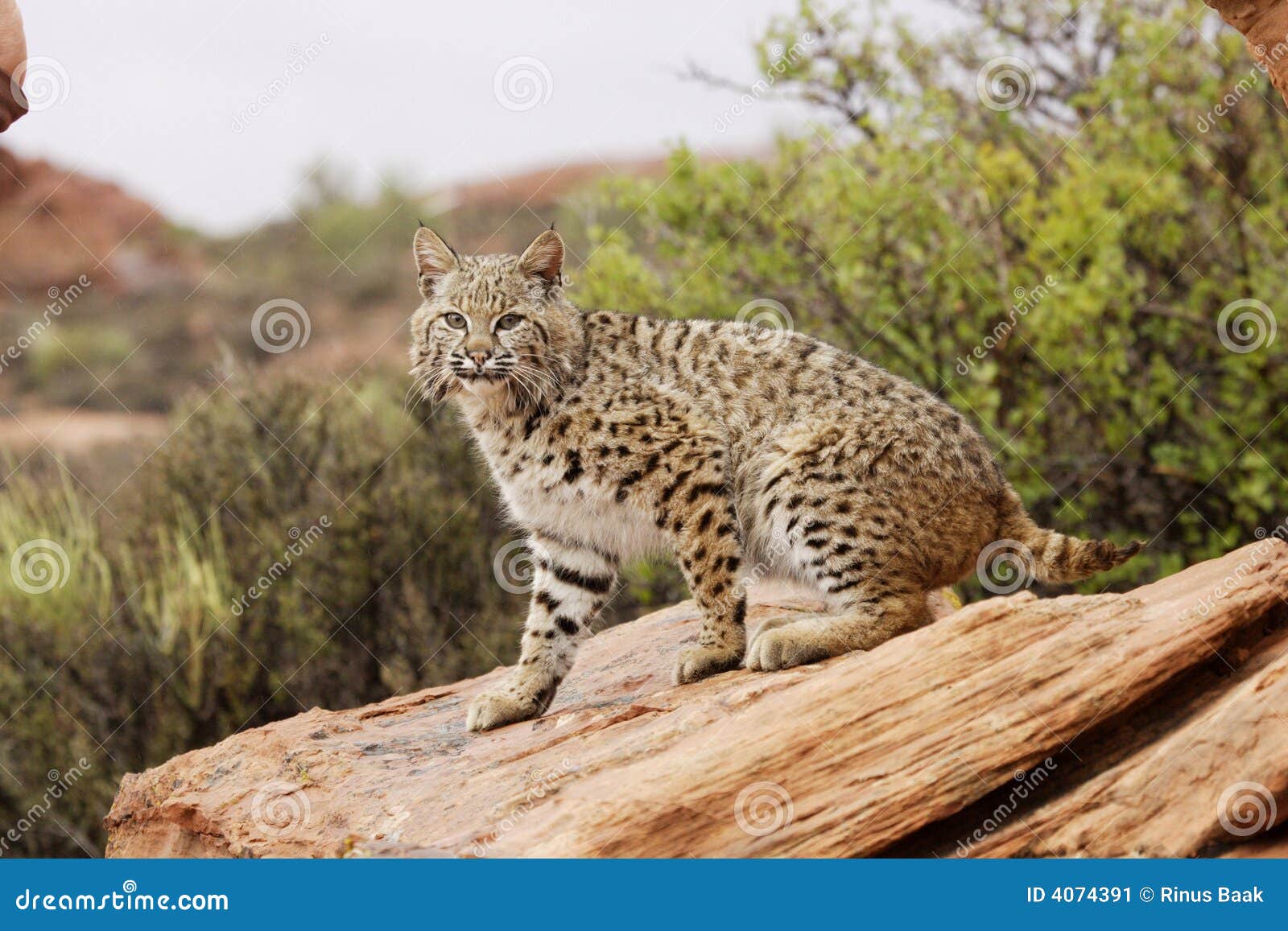 美洲山猫 库存图片. 图片 包括有 橙色, 食肉动物, 一个, 纵向, 美洲狮, 猎人, 视图, 野生生物 - 56956259
