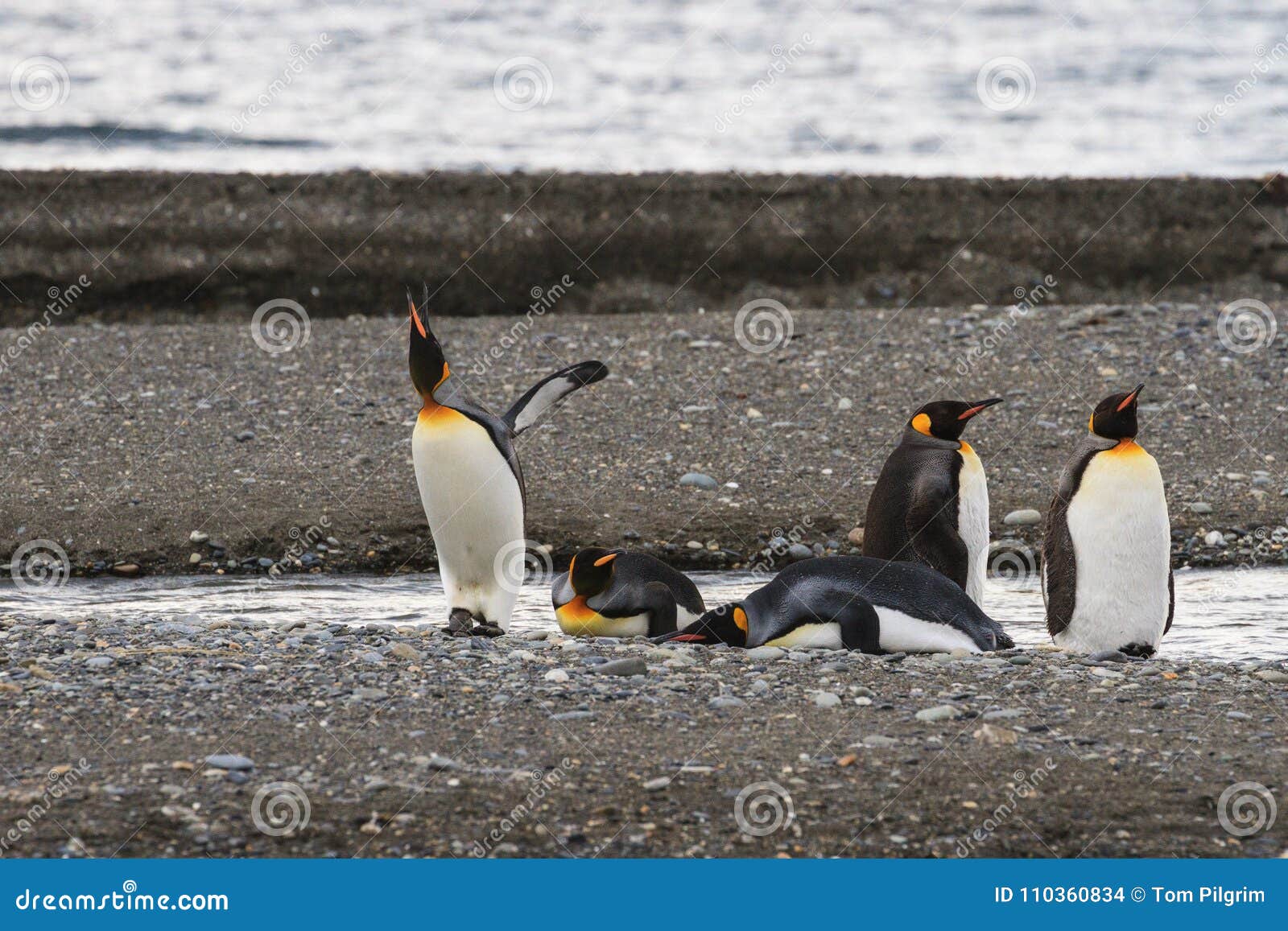 群企鹅国王， Aptenodytes Patagonicus，休息在草在Parque Pinguino Rey，火地群岛巴塔哥尼亚 库存图片 ...