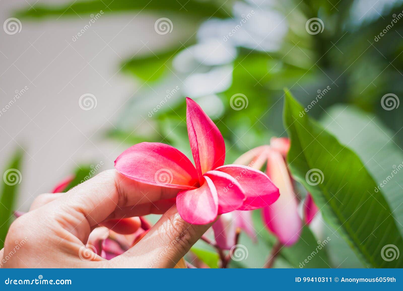 美丽羽毛花开花的暂挂手