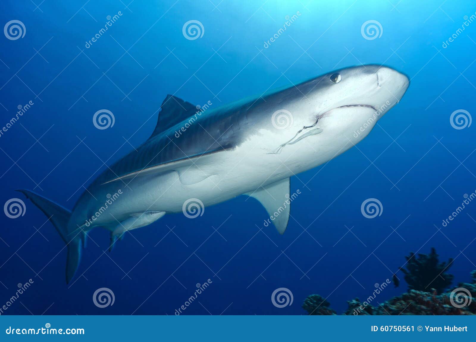 Galeocerdo cuvier Tiger shark 虎鲨 海洋生物图片库 潜水时光 LazyDiving