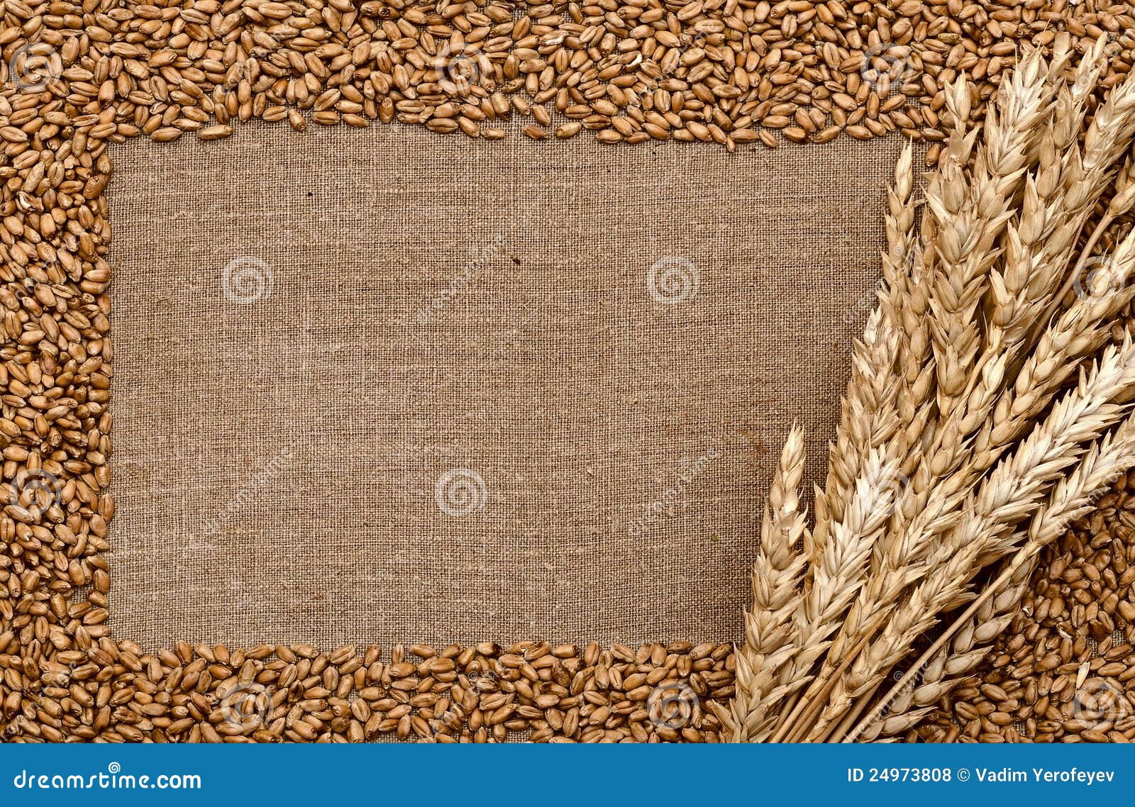 耳朵麦子. 耳朵物质粗砺的大袋麦子