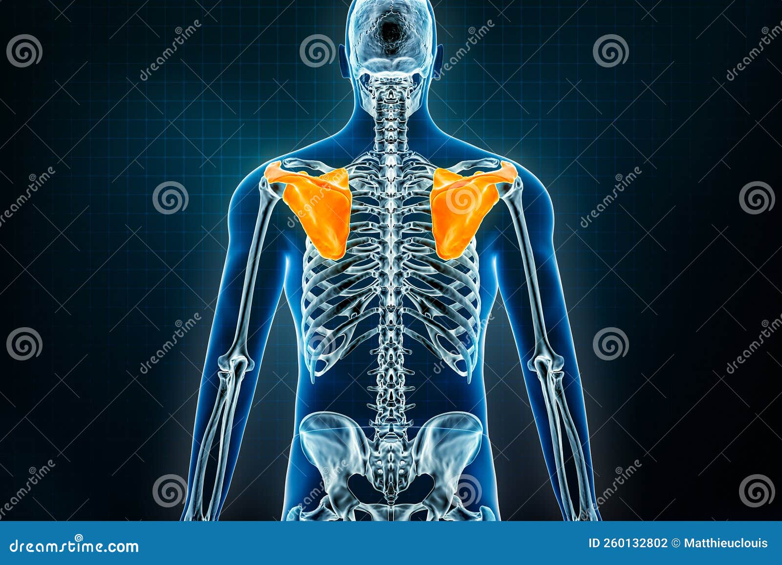 肩胛下角位置图片真人图 - 肩胛下肌位置示意图 - 实验室设备网