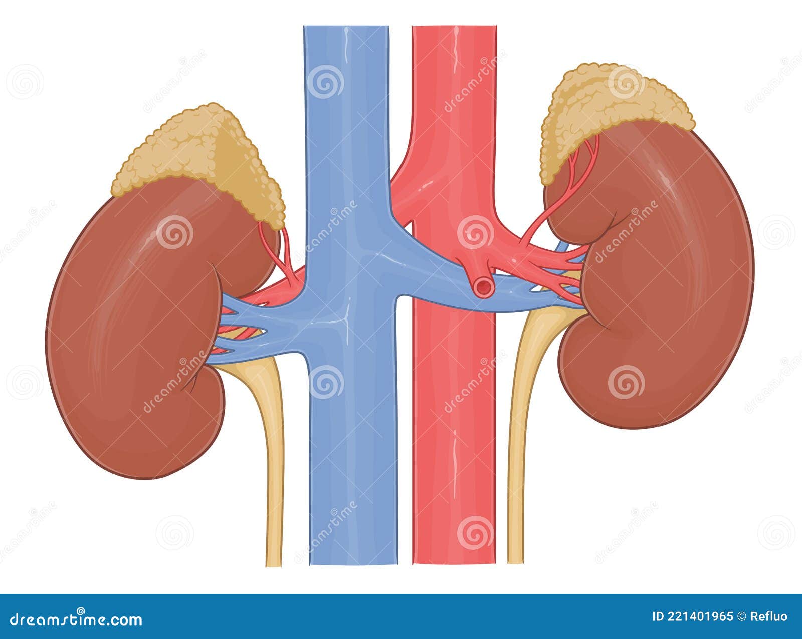 Human Kidney Vector Hd Images, Human Organ Kidney, Human Organ, Liver ...