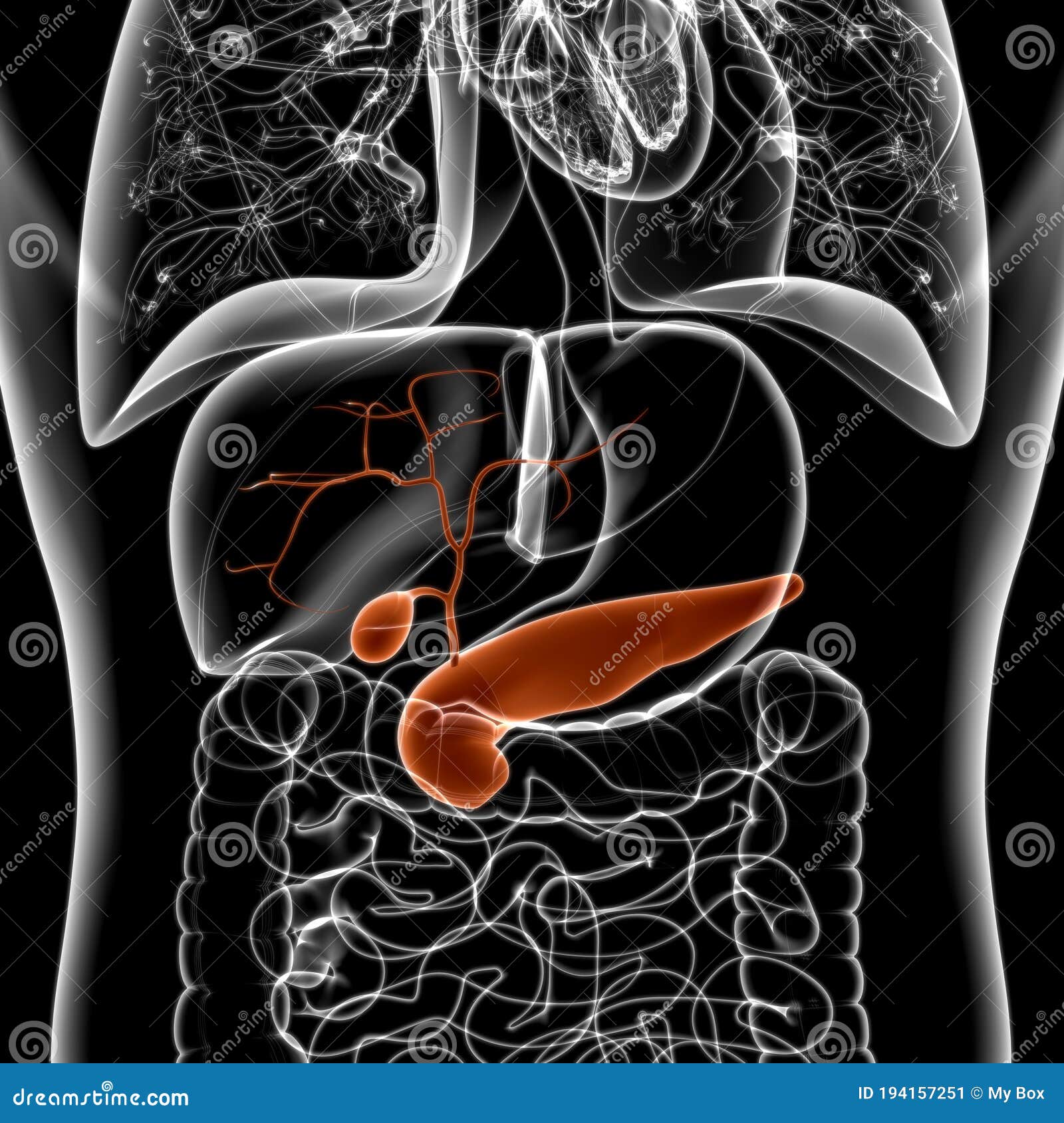 绿色手绘胆囊人体器官图标图片素材免费下载 - 觅知网