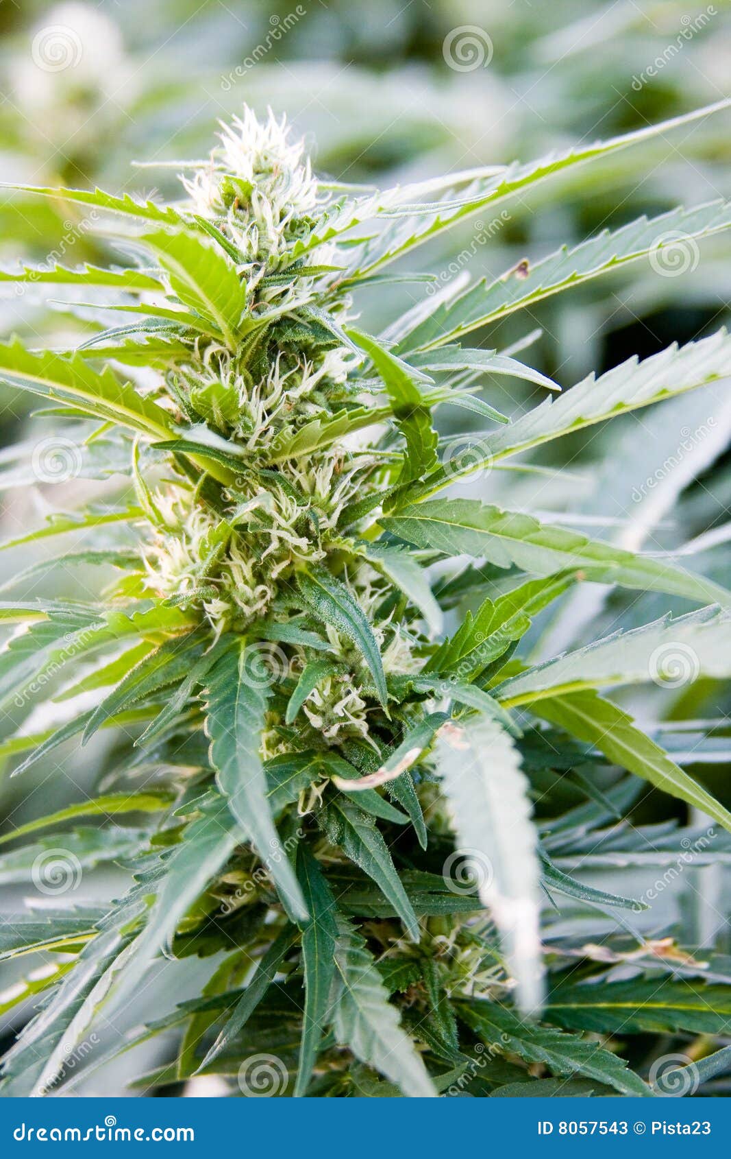 大麻-神农架植物-图片