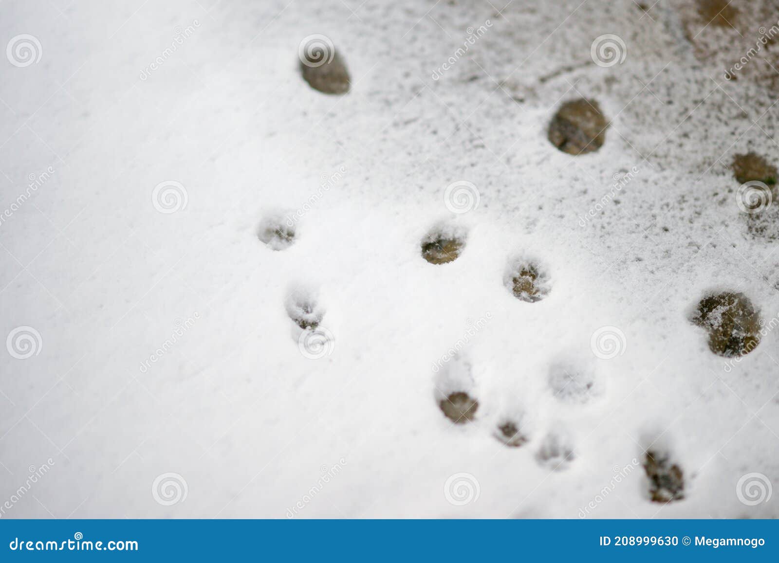 壁纸 : 猫, 雪, 冬季, 动物, 宠物, 摄影 1706x1138 - Heroine2000 - 2097173 - 电脑桌面壁纸 ...