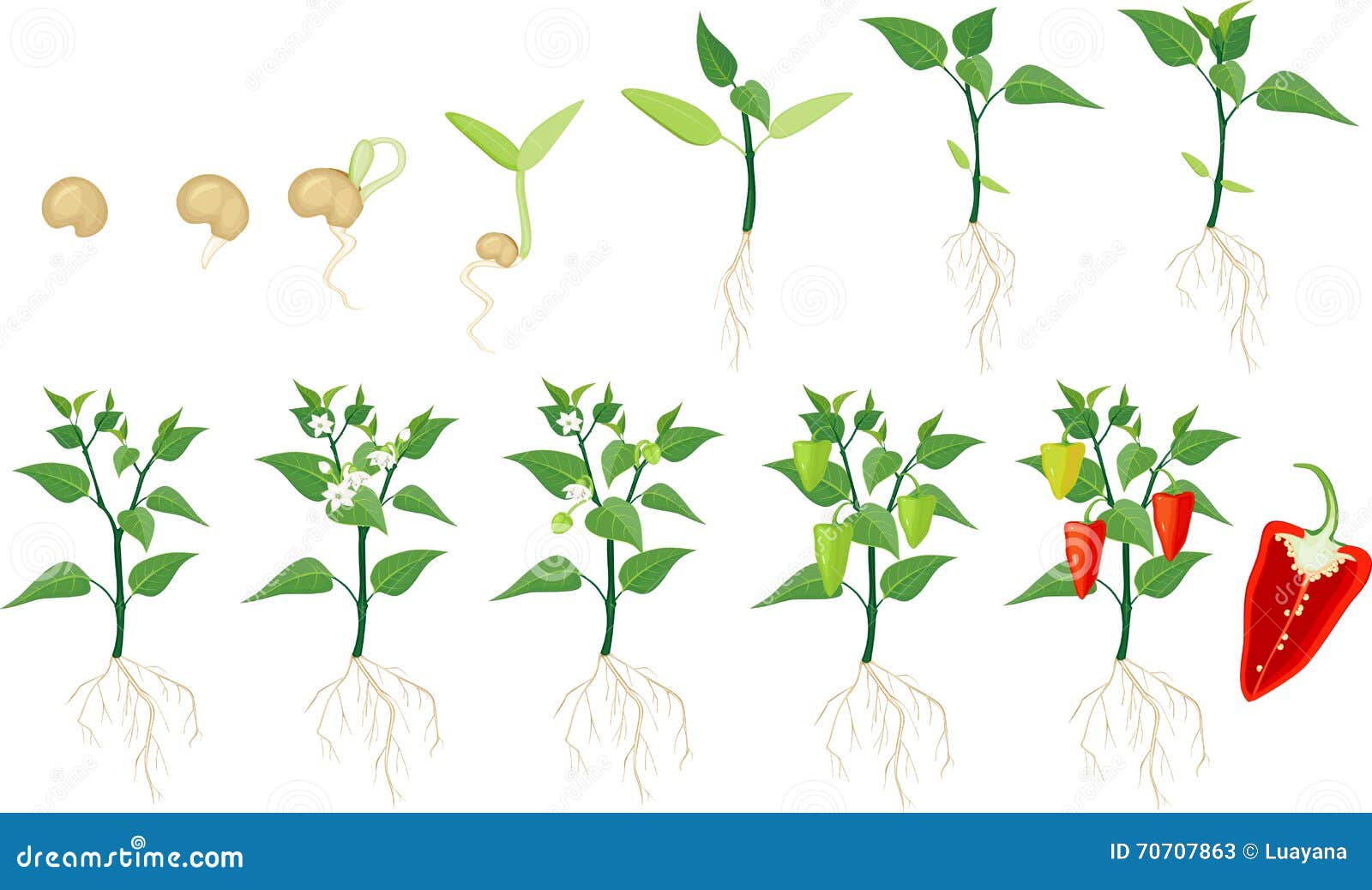 Tomato Plant Growth Stages