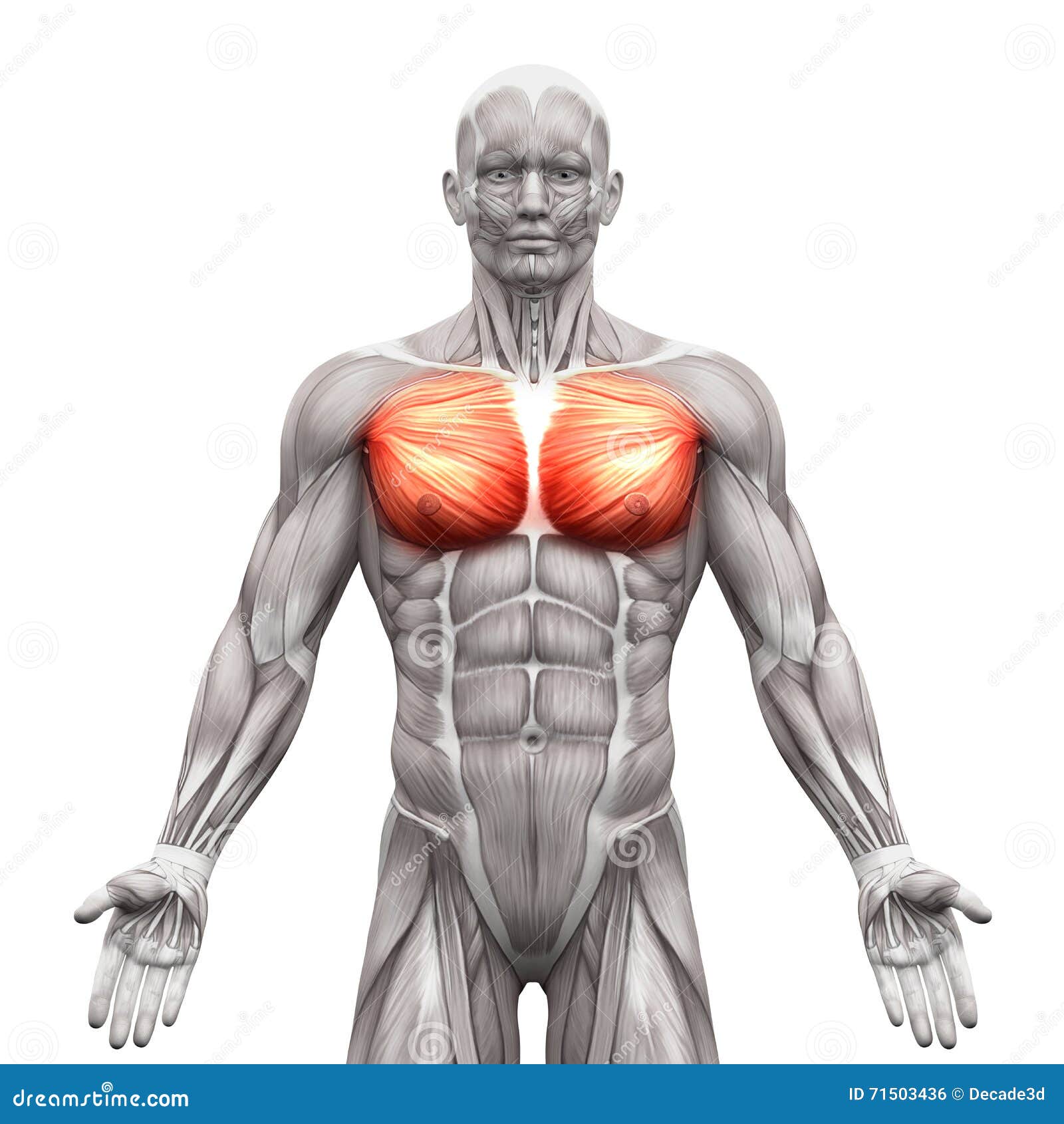 胸口干涉-大胸肌和未成年人-解剖学肌肉iso 库存例证. 插画包括有女主持
