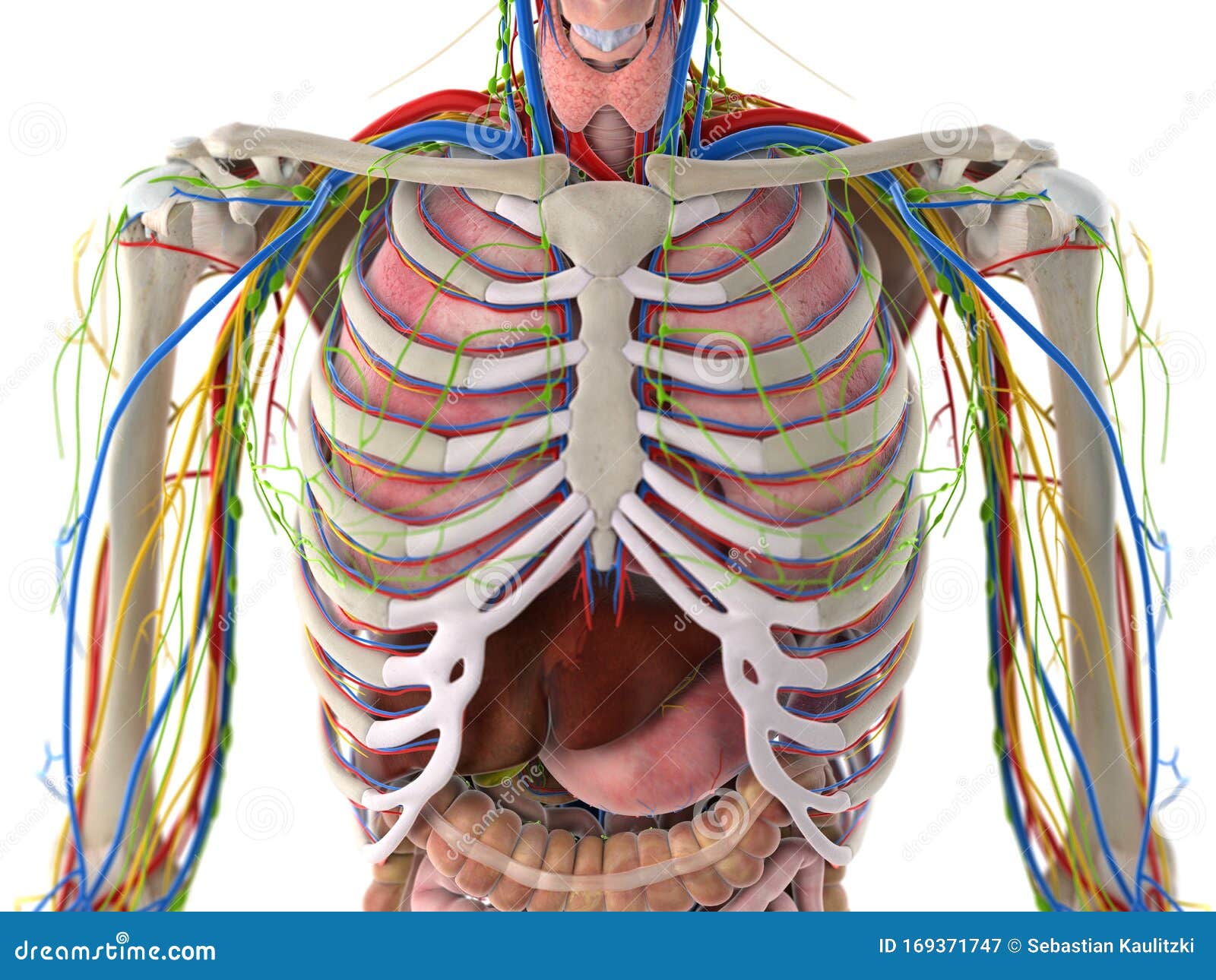 胸部断层解剖-CT读片必备_word文档在线阅读与下载_文档网